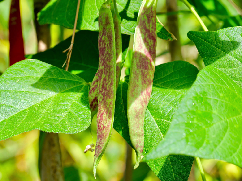 Netre Bhena 25 DWARF HORTICULTURE BEAN Taylor Long French Phaseolus Vulgaris Veget ...