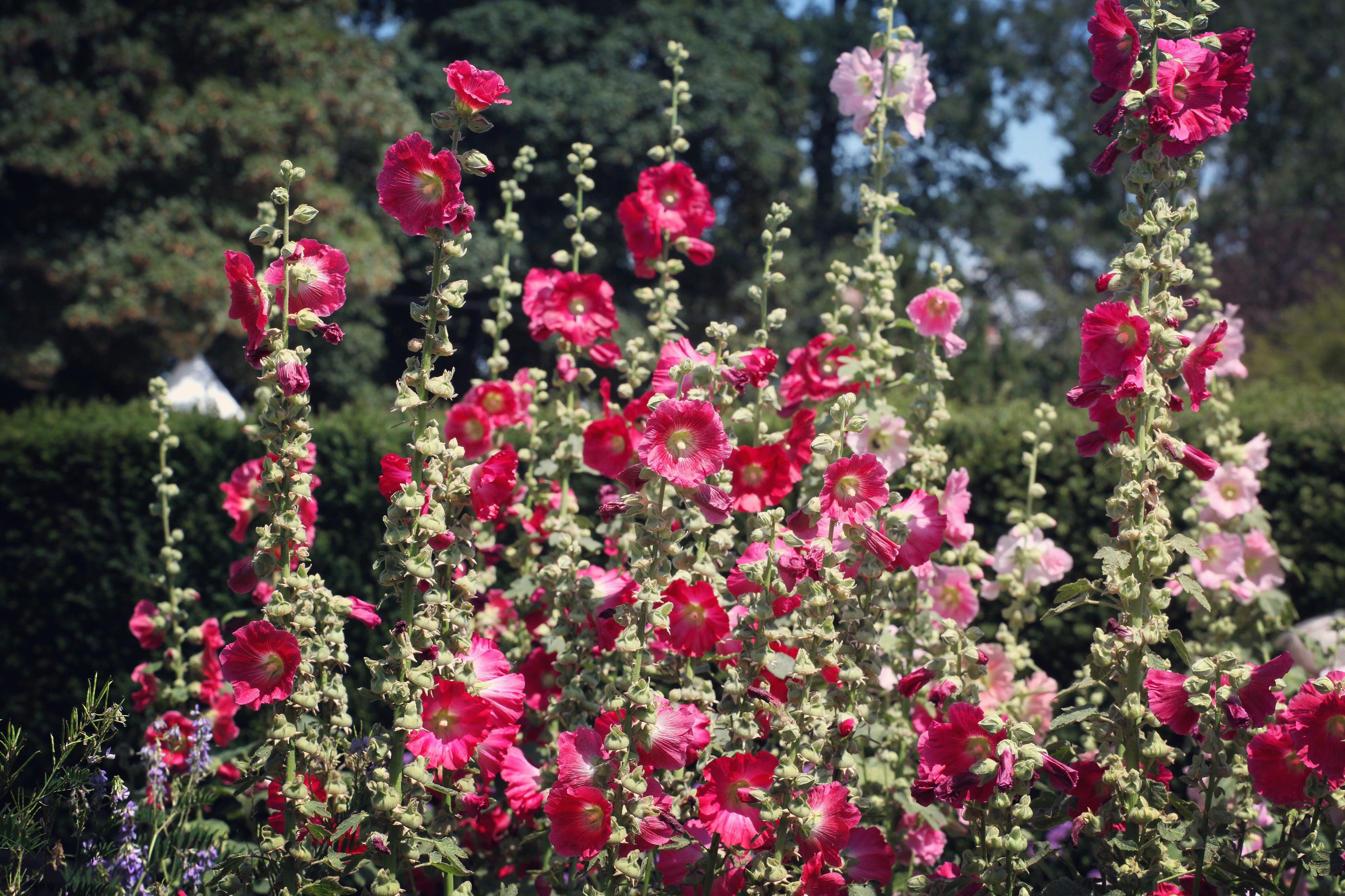 50 Mixed Colors HOLLYHOCK COUNTRY ROMANCE Mix Alcea Rosea Flower Seeds