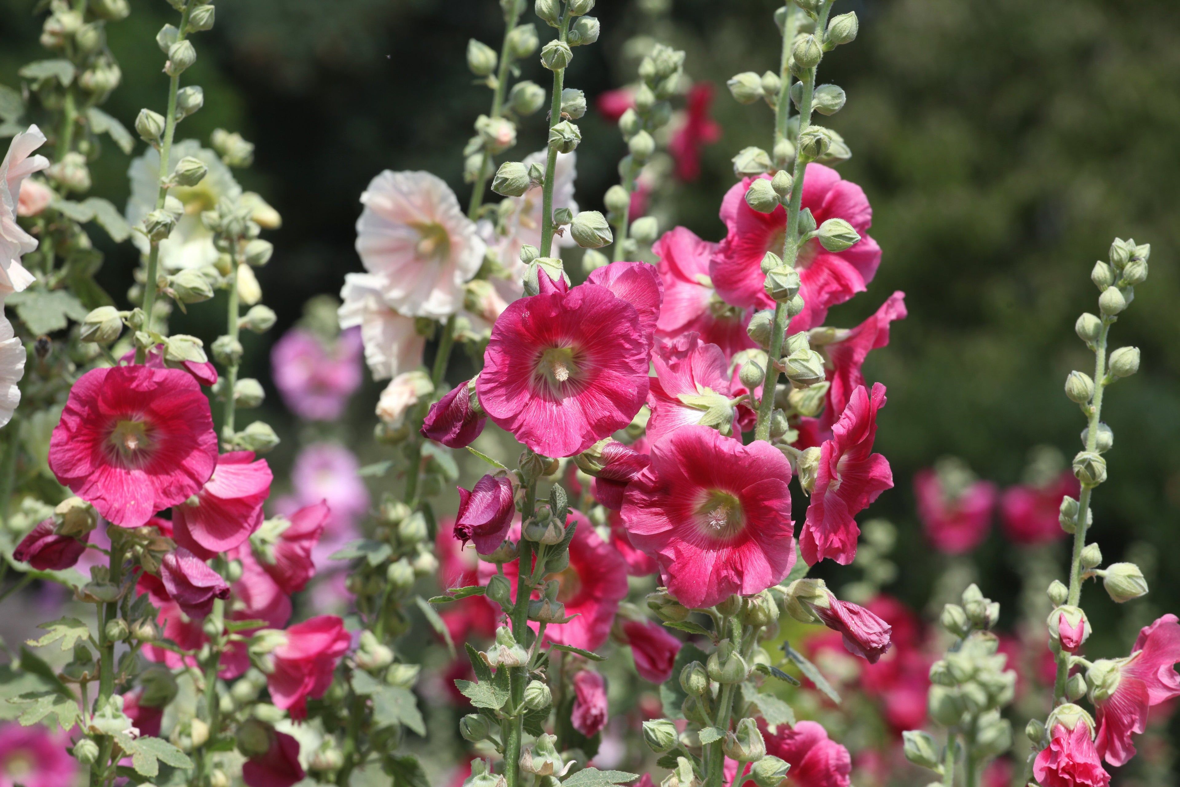 25 BRIGHT PINK HOLLYHOCK Alcea Rosea Perennial Flower Seeds
