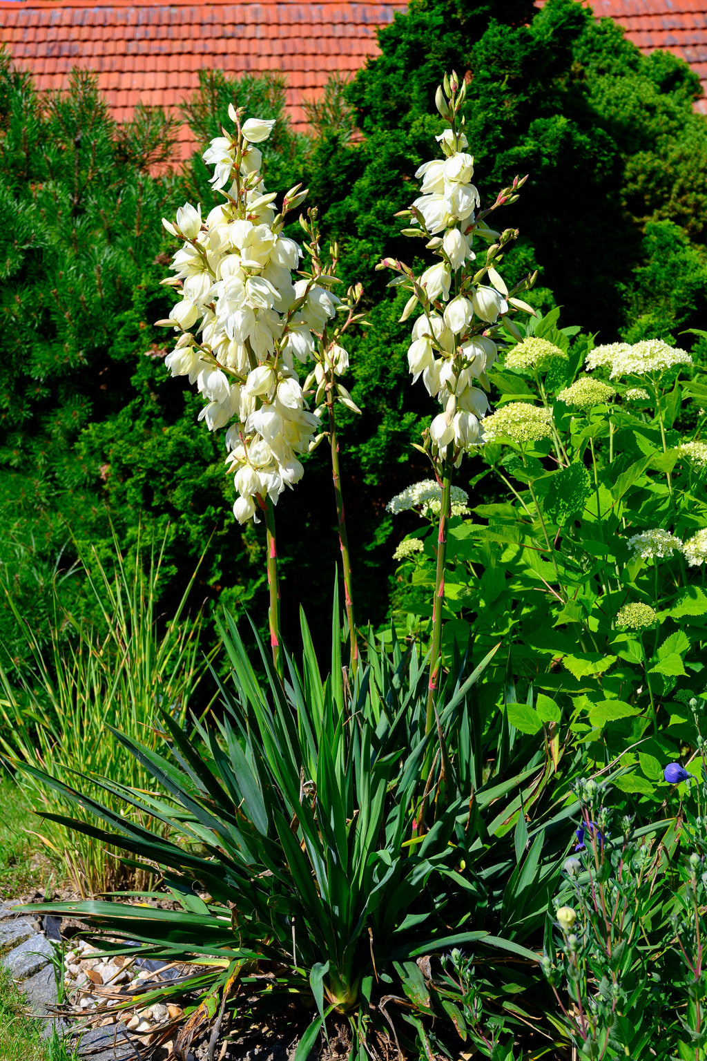 100 YUCCA (Soapweed / Soapwell / Beargrass / Great Plains Yucca) Yucca Glauca Flower Seeds