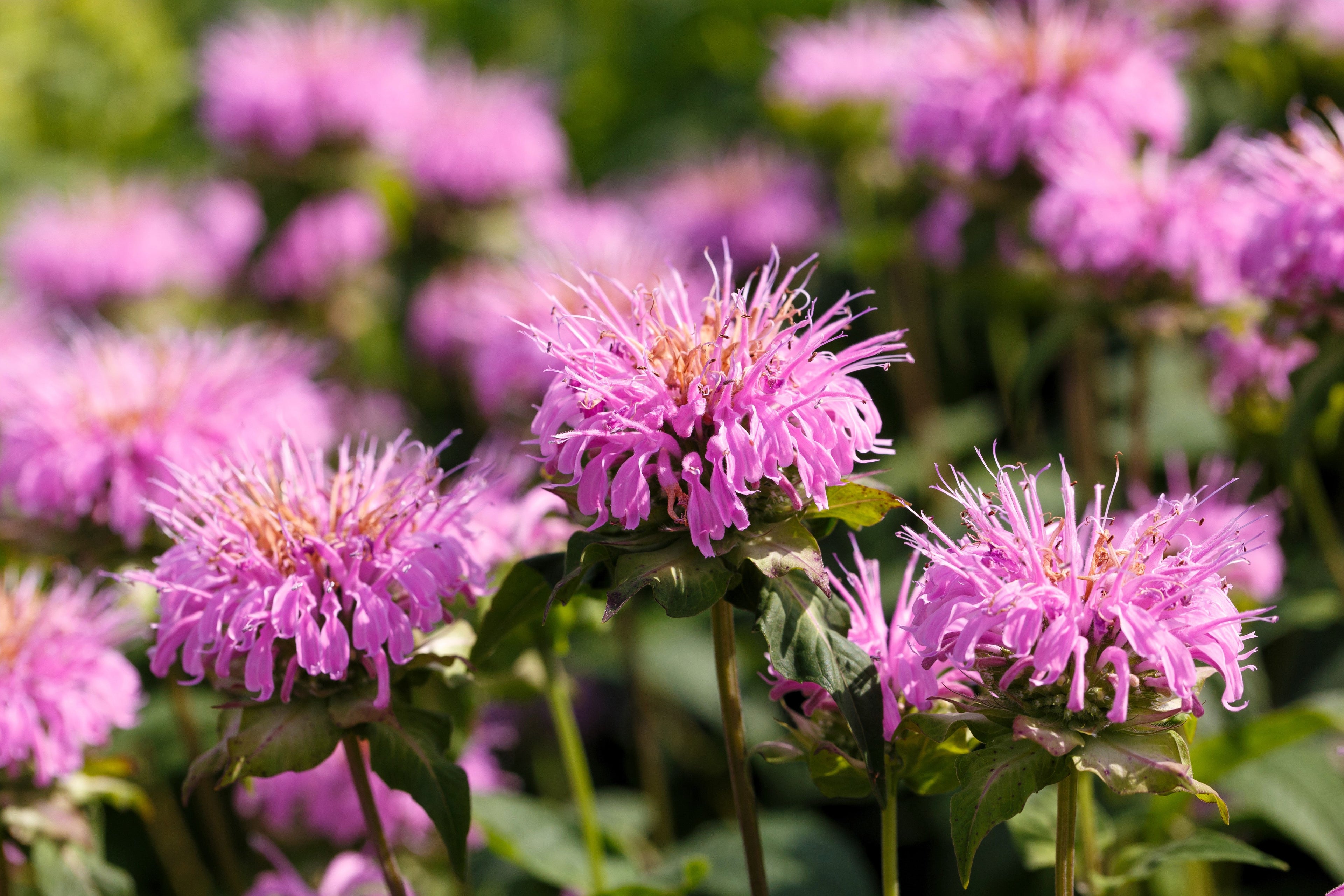 25 BEE BALM MIX Lemon Hummingbird Mint Monarda Didyma Mixed Colors Scarlet, Red, Pink, Purple, Spotted, & Salmon Flower Seeds