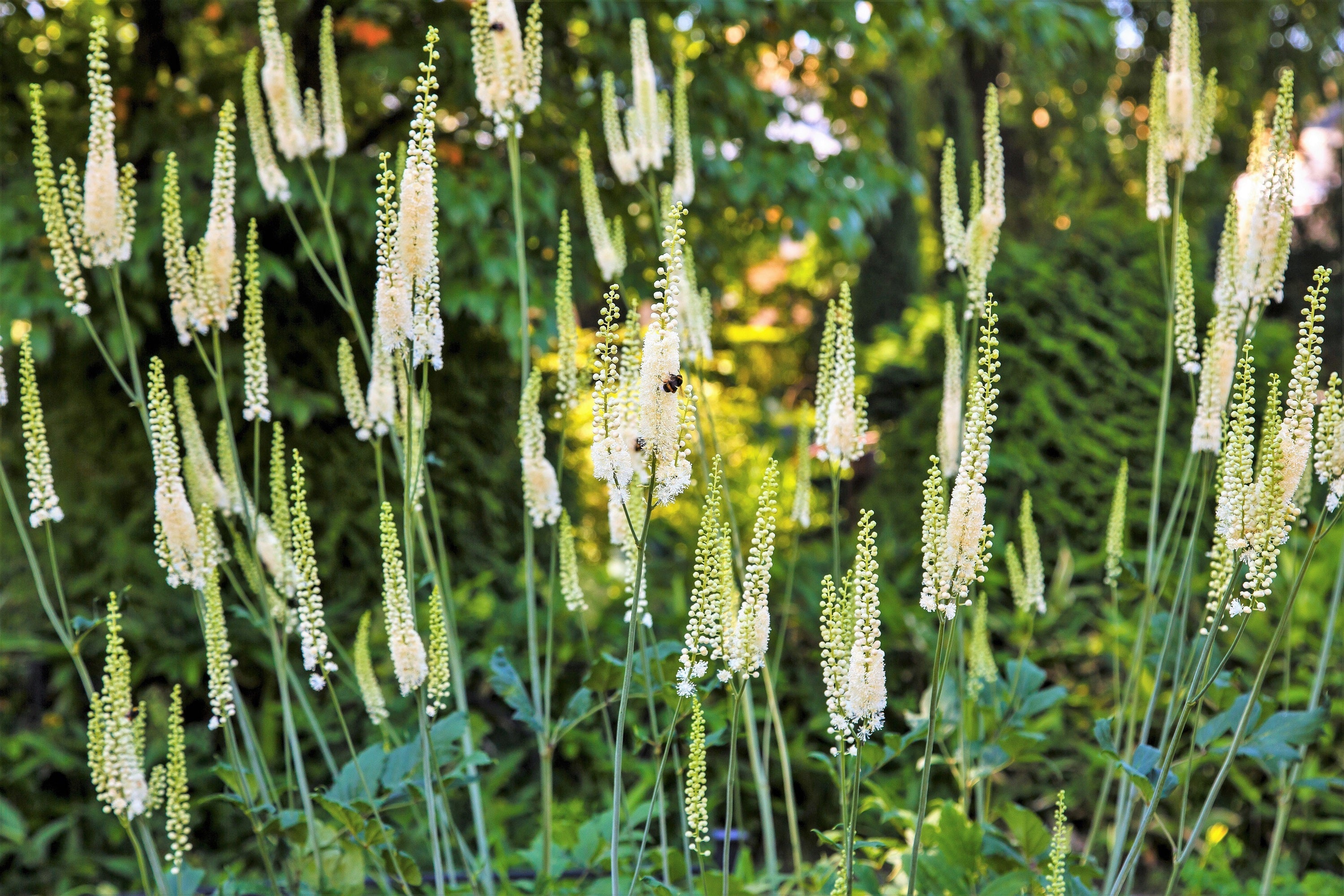 50 BLACK COHOSH Bugbane Actaea Racemosa Cimicifuga Bugbane Snakeroot Native White Shade Flower Herb Seeds