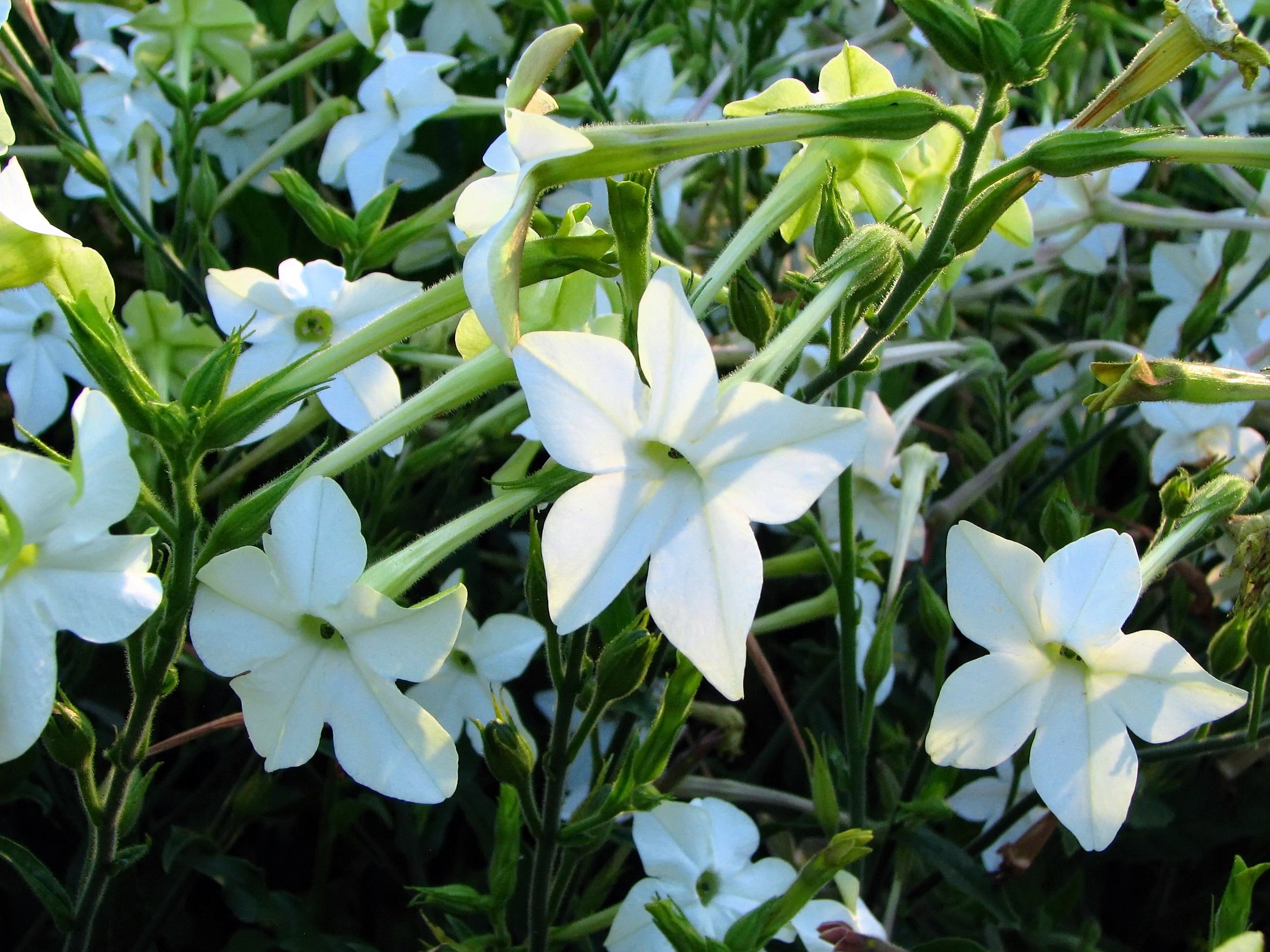 200 JASMINE AZTEC NICOTIANA (Ornamental Flowering Tobacco) Nicotiana Alata Flower Seeds