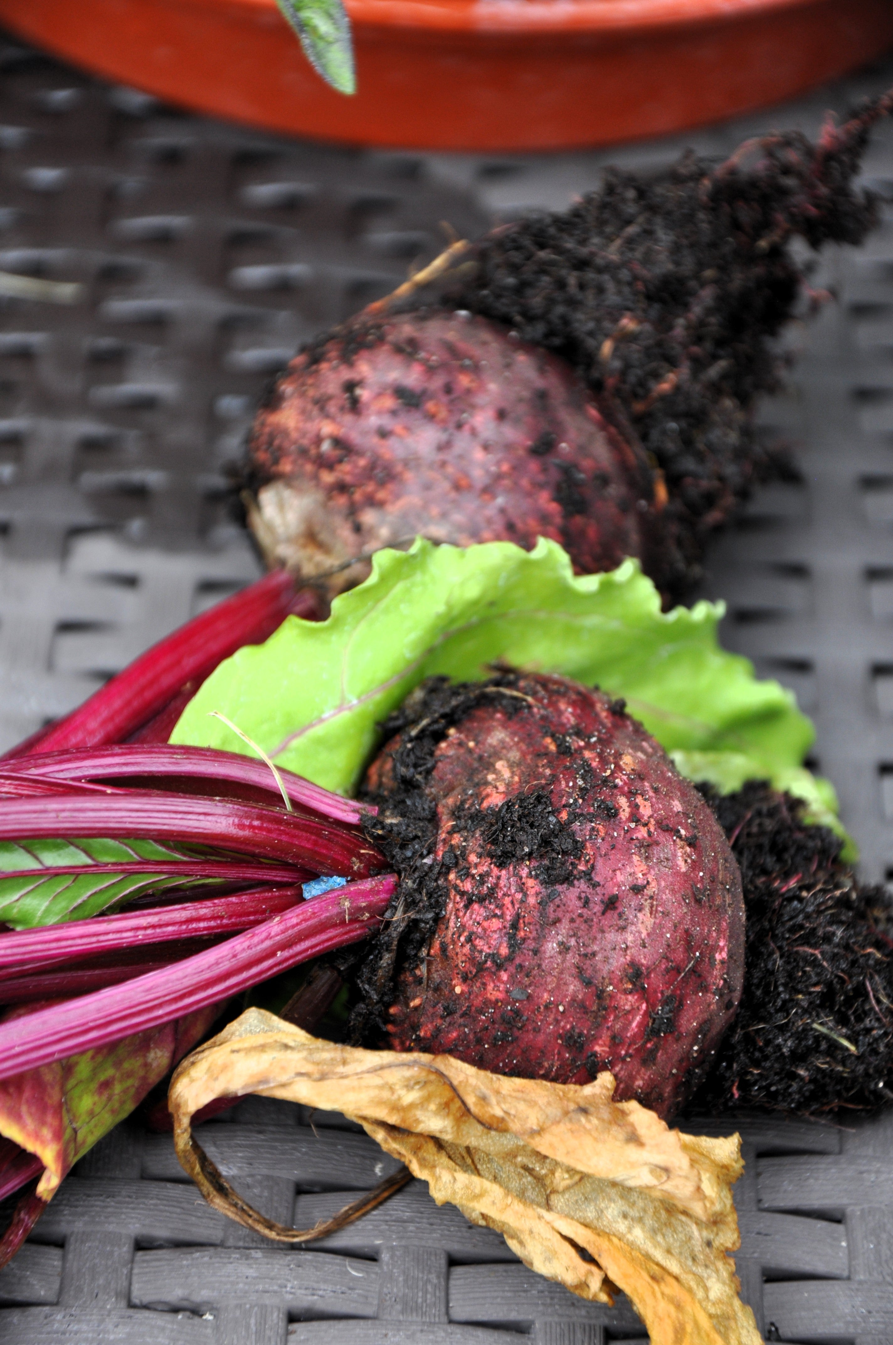 250 PIATTA D'EGITTO BEET Italian Heirloom Beta Vulgaris Cicla Vegetable Seeds