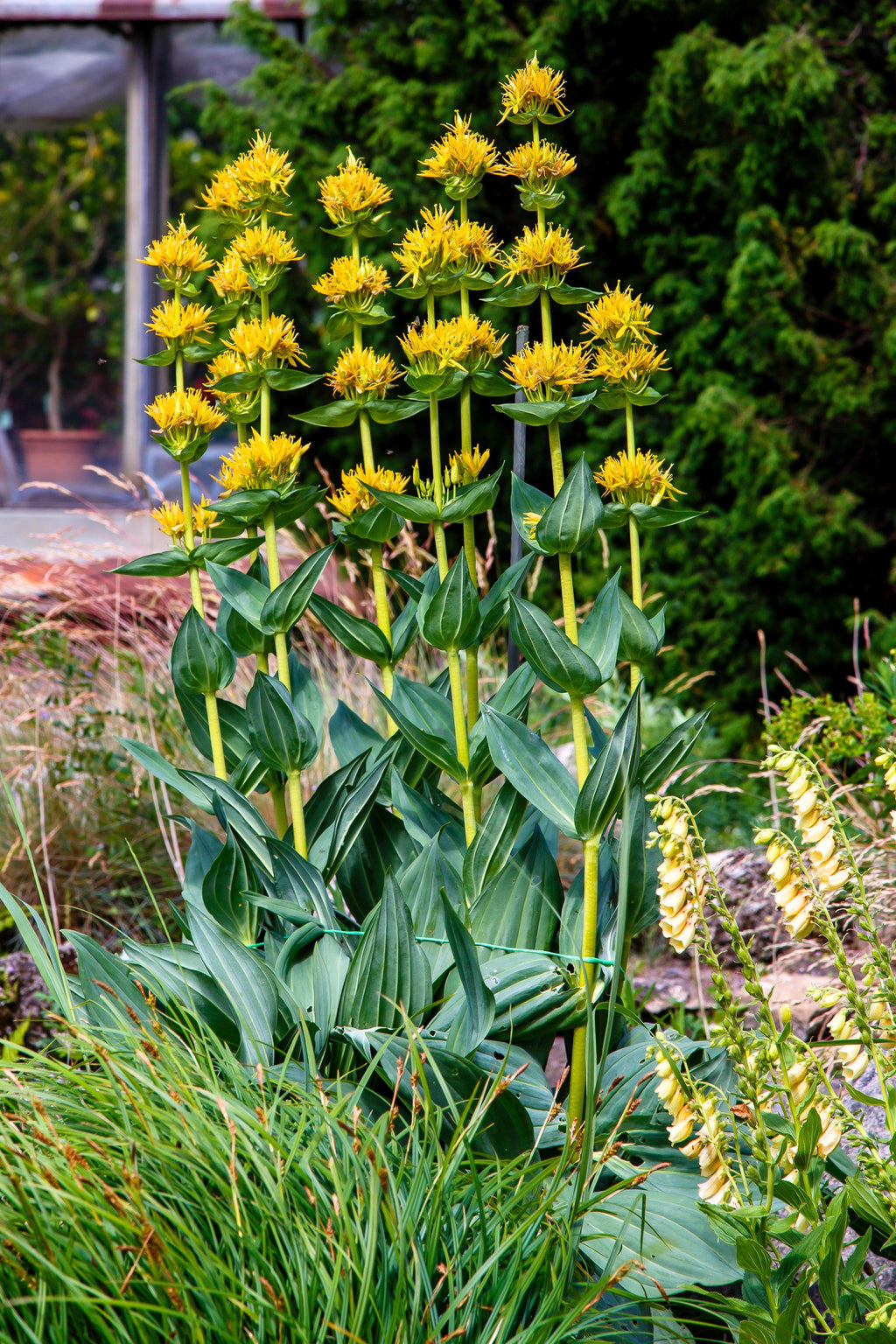 30 GREAT YELLOW GENTIAN Gentiana Lutea Herb Flower Seeds