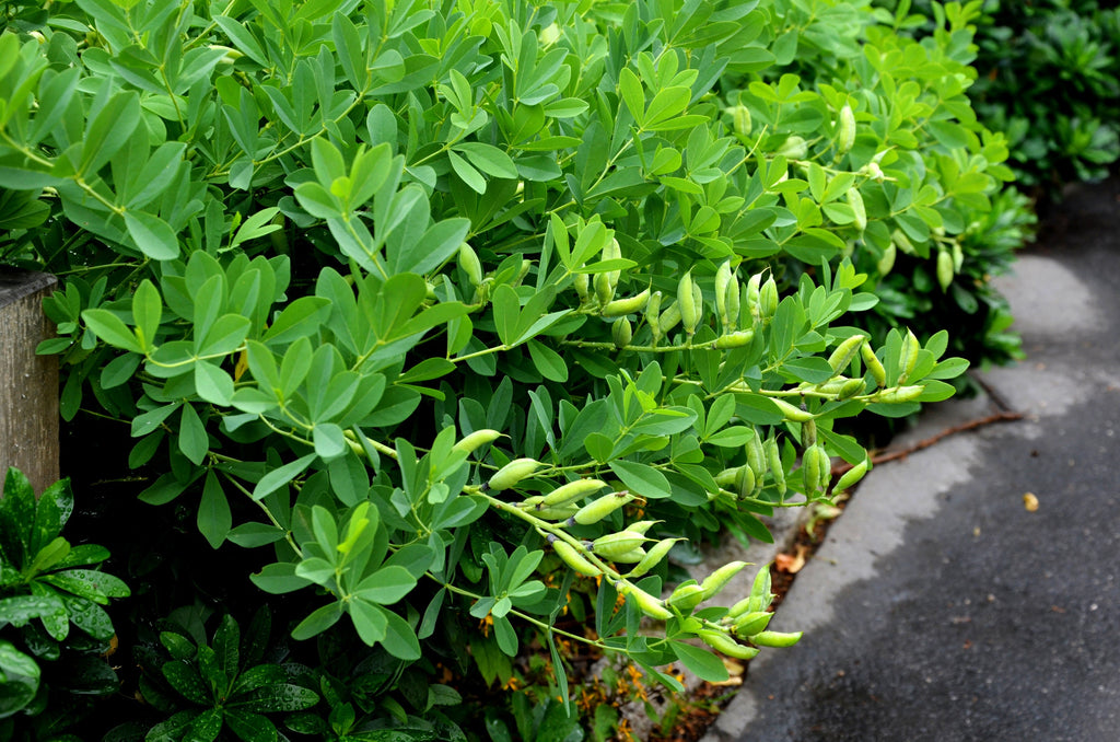 50 WHITE WILD INDIGO Baptisia Alba Usa Native Pollinator Flower Seeds