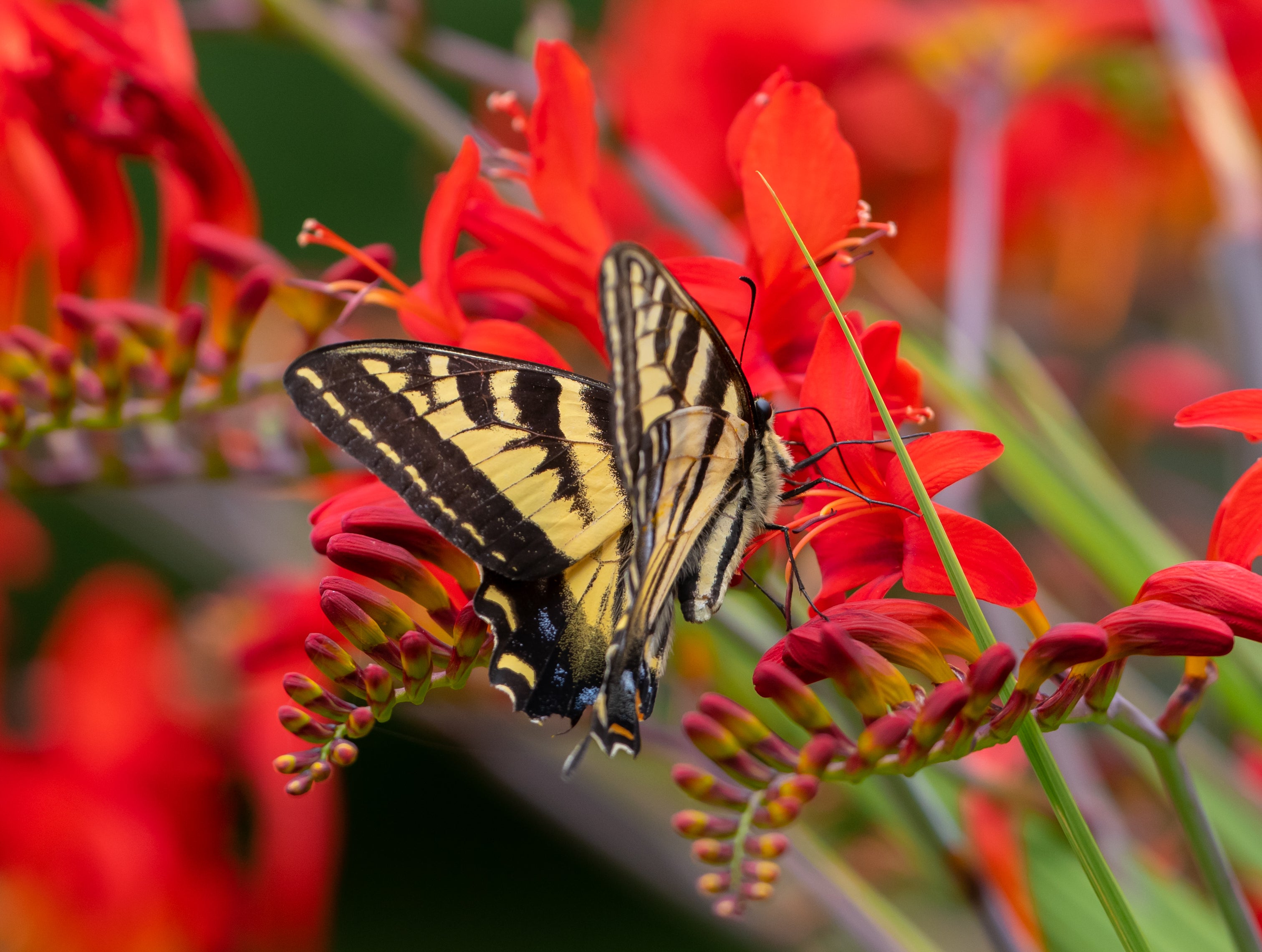10 RED LUCIFER CROCOSMIA Crocosmia Masoniorum Flower Seeds