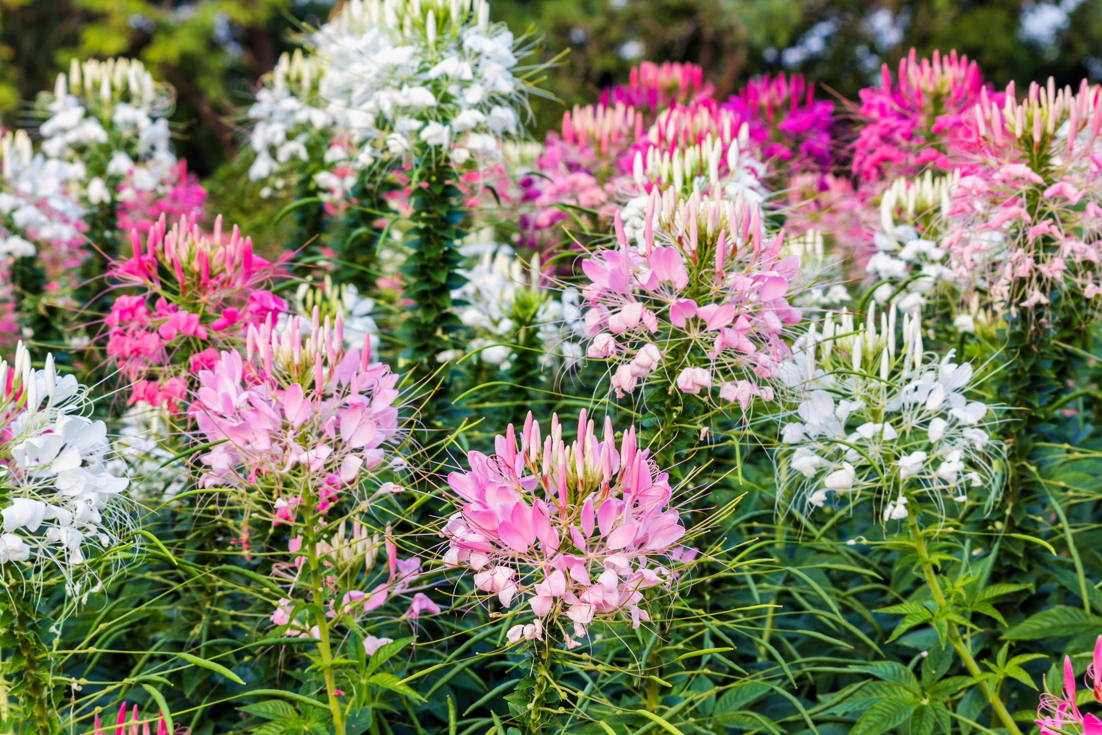 250 MIXED Colors QUEEN CLEOME (Spider Flower) Cleome Hassleriana Cleome Spinosa Flower Seeds