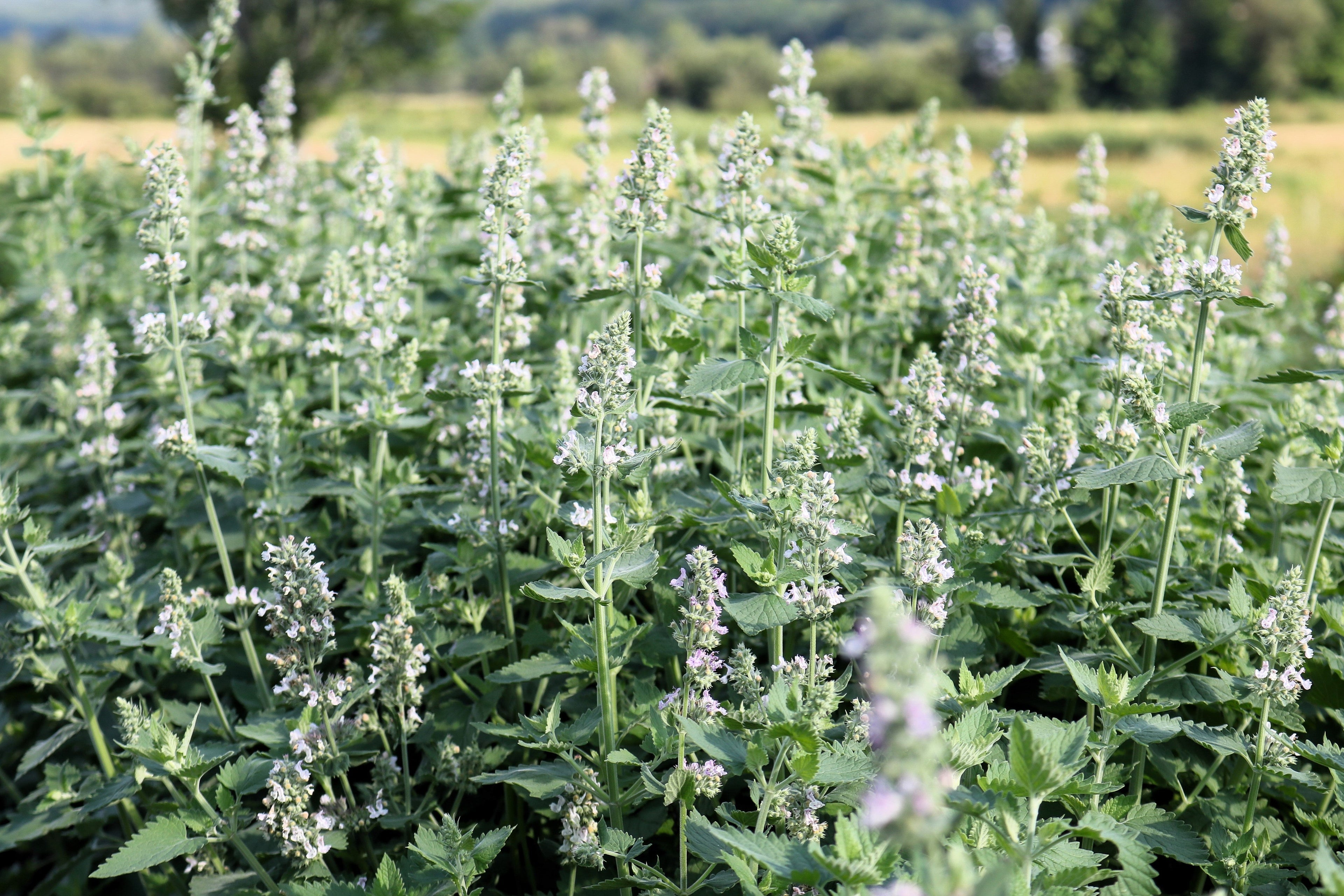 200 Lemon LEMONY CATNIP Nepeta Cataria Citriodora Herb Flower Seeds