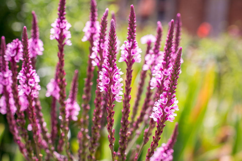 1000 Pink VERVAIN Verbena Hastata Rosea Flower Seeds