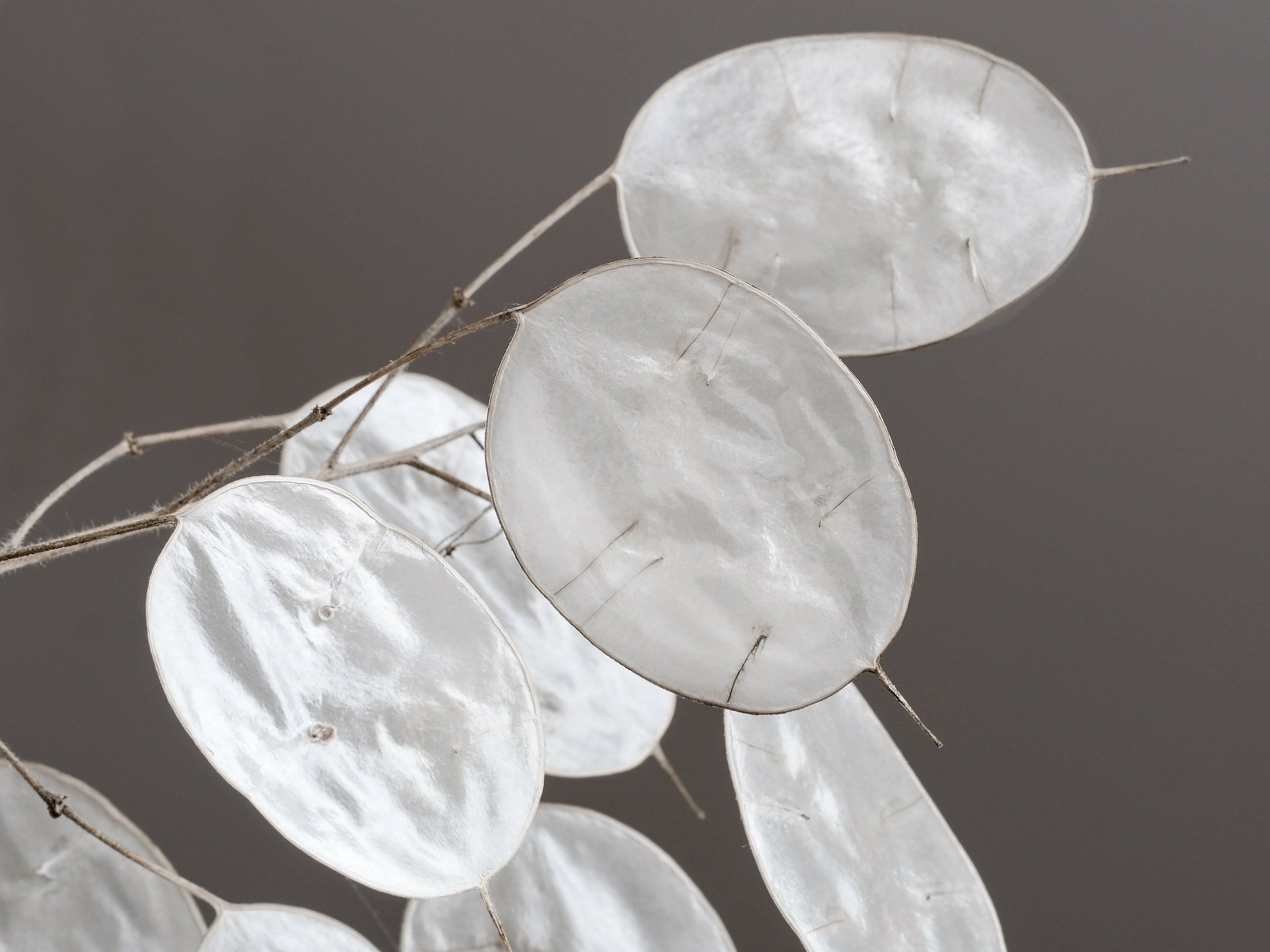 100 LUNARIA Biennis ( MONEY PLANT / Silver Dollar / Honesty / Moonwort / L Annua ) Flower Seeds