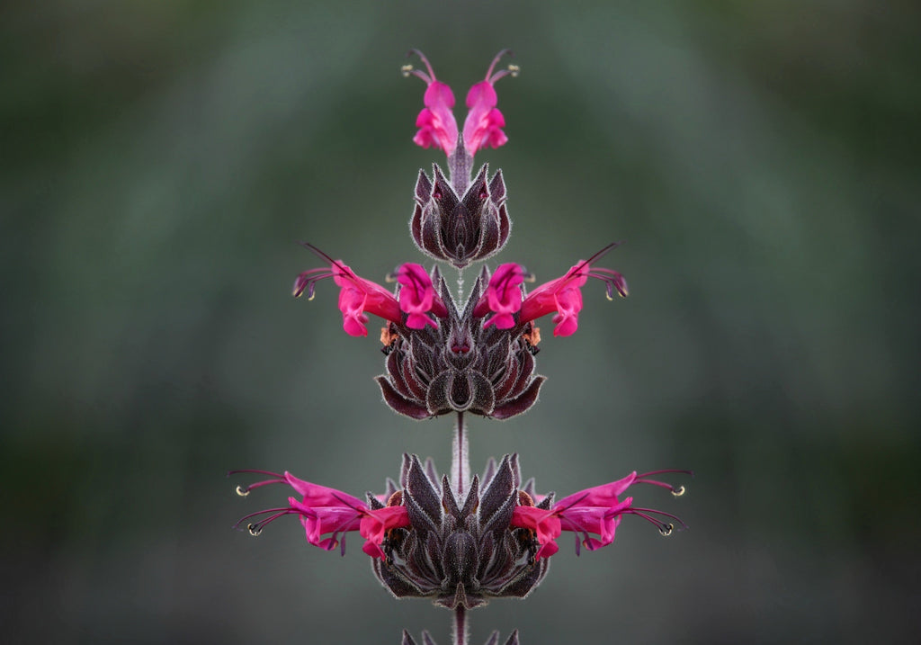 10 Organic California HUMMINGBIRD SAGE Salvia Spathacea Magenta Red Flower Herb Seeds