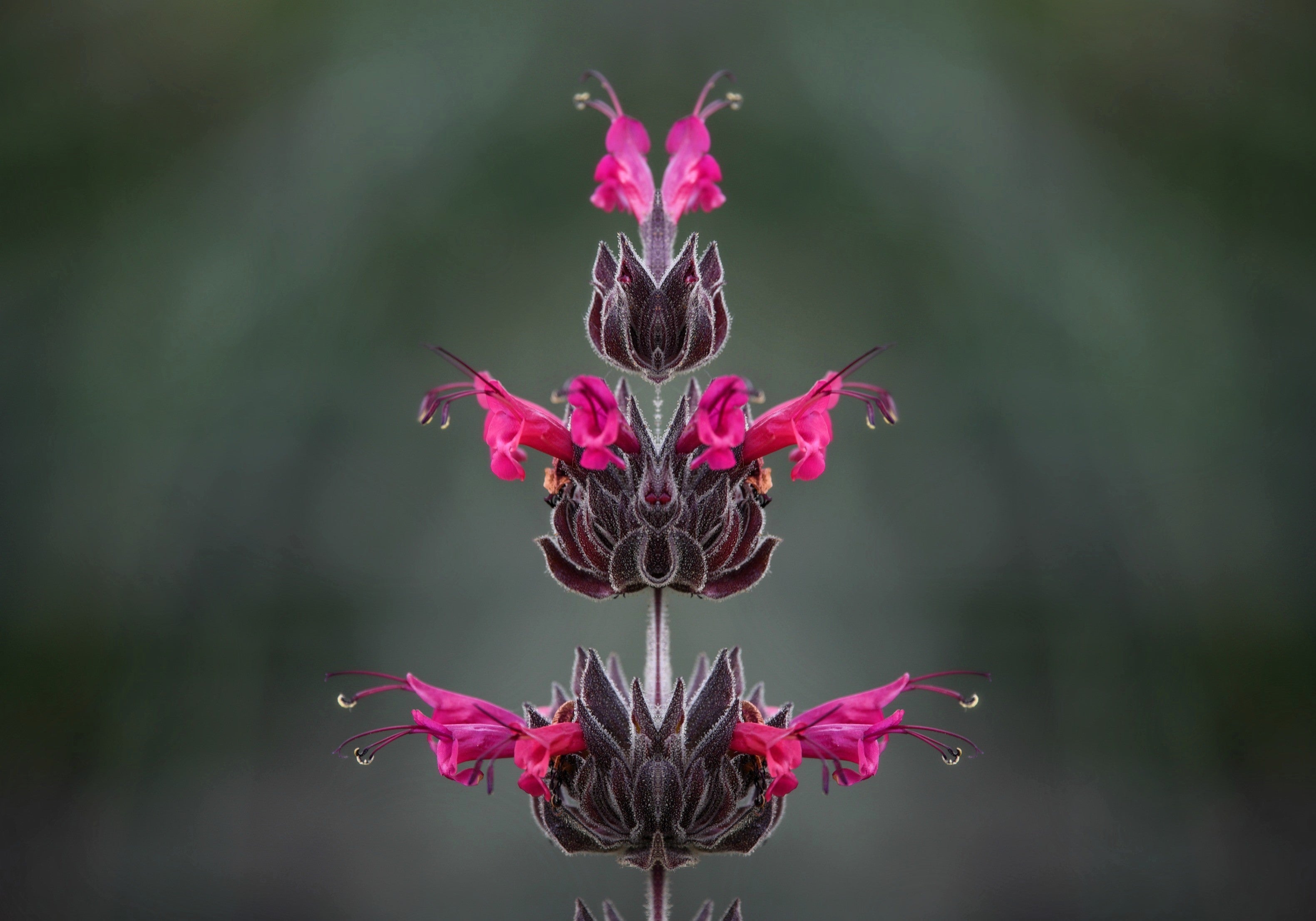 10 Organic California HUMMINGBIRD SAGE Salvia Spathacea Magenta Red Flower Herb Seeds