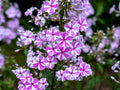20 MEADOW PHLOX Maculata Mixed Colors Wild Sweet William Native Hummingbird Flower Seeds