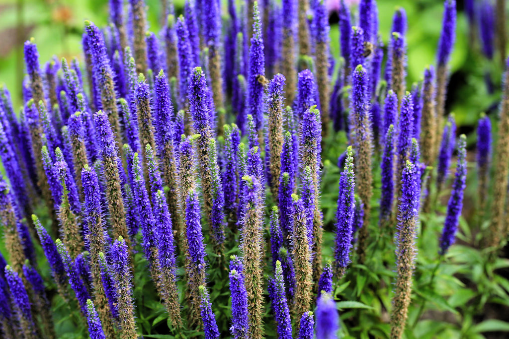 50 Mixed Colors VERONICA SIGHTSEEING MIXTURE (Spike Speedwell) Veronica Spicata Flower Seeds