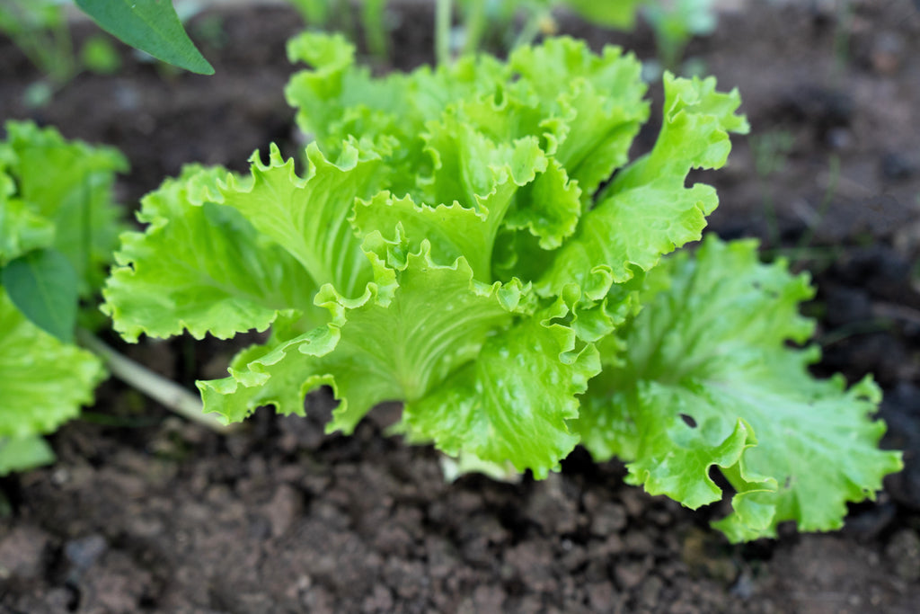 3000 Loose Leaf Green GRAND RAPIDS LETTUCE Lactuca Sativa Vegetable Seeds
