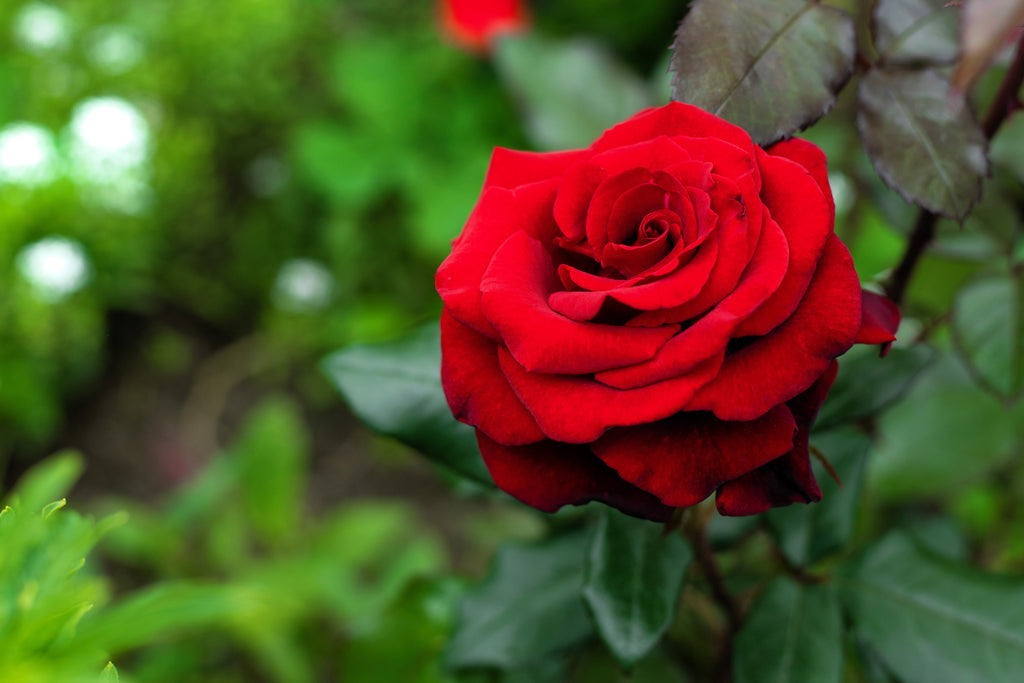 5 RED ROSE Rosa Bush Shrub Perennial Flower Seeds