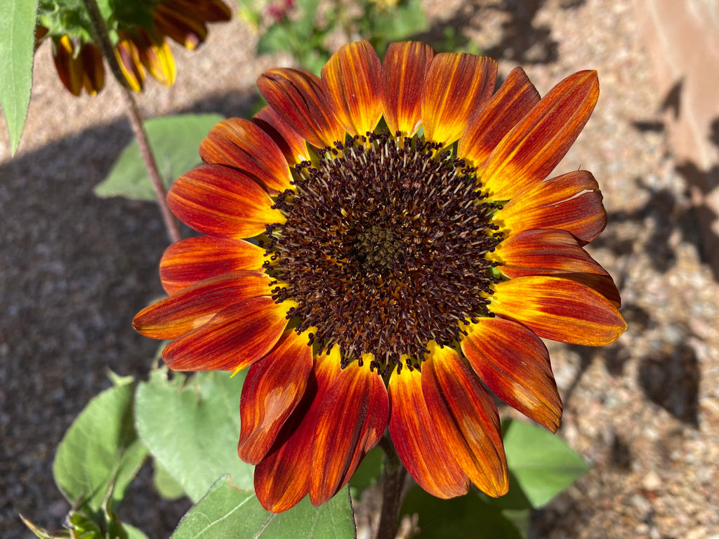 100 AUTUMN BEAUTY SUNFLOWER Helianthus Annuus Flower Seeds