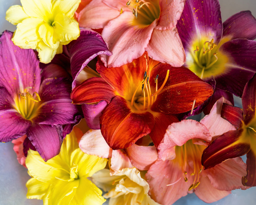 10 MIXED COLORS DAYLILY Hemerocallis Day Lily Fine Mix Red Purple Flower Seeds