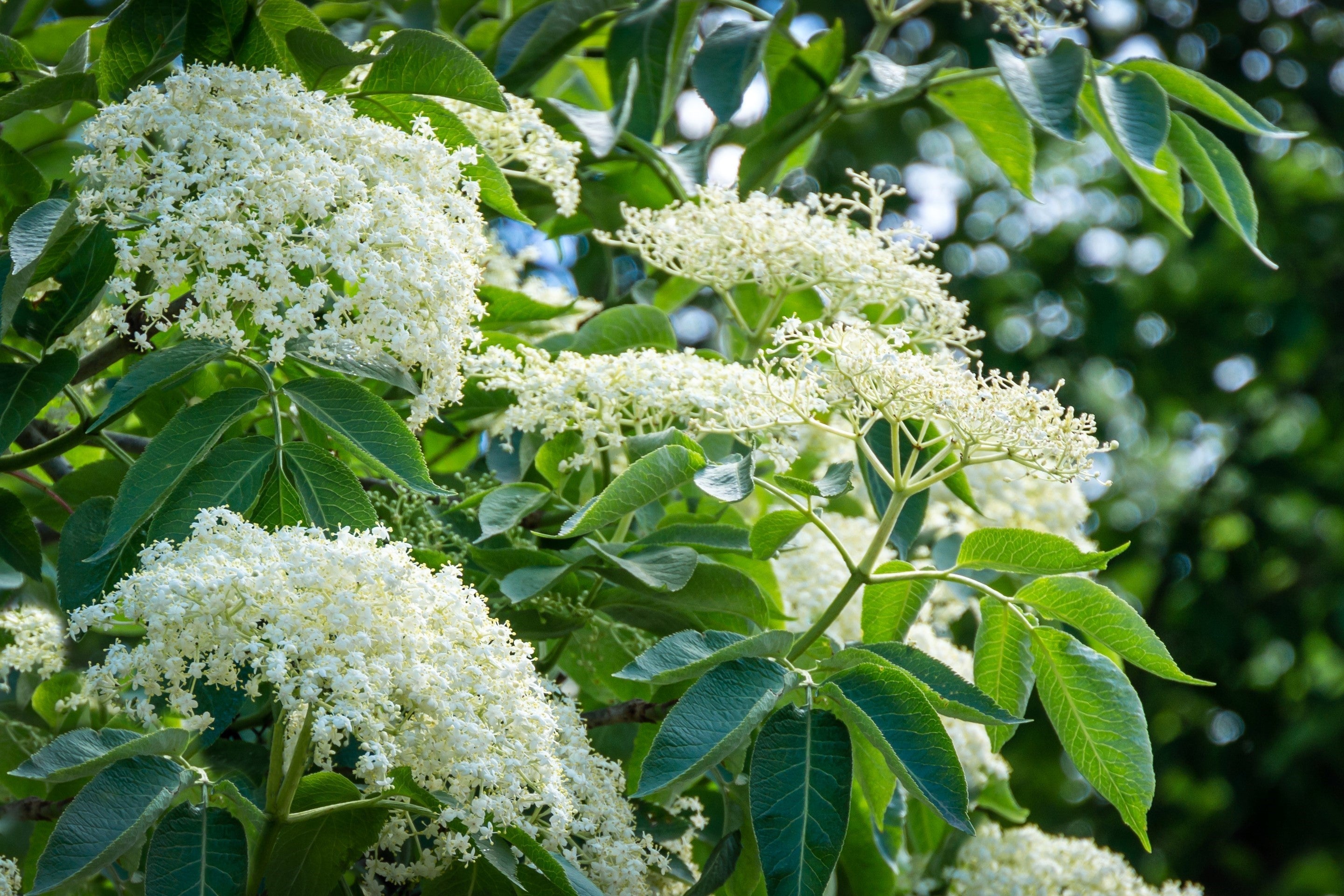 25 American ELDERBERRY FRUIT BUSH Shrub Tree Sambucus Nigra Canadensis Seeds