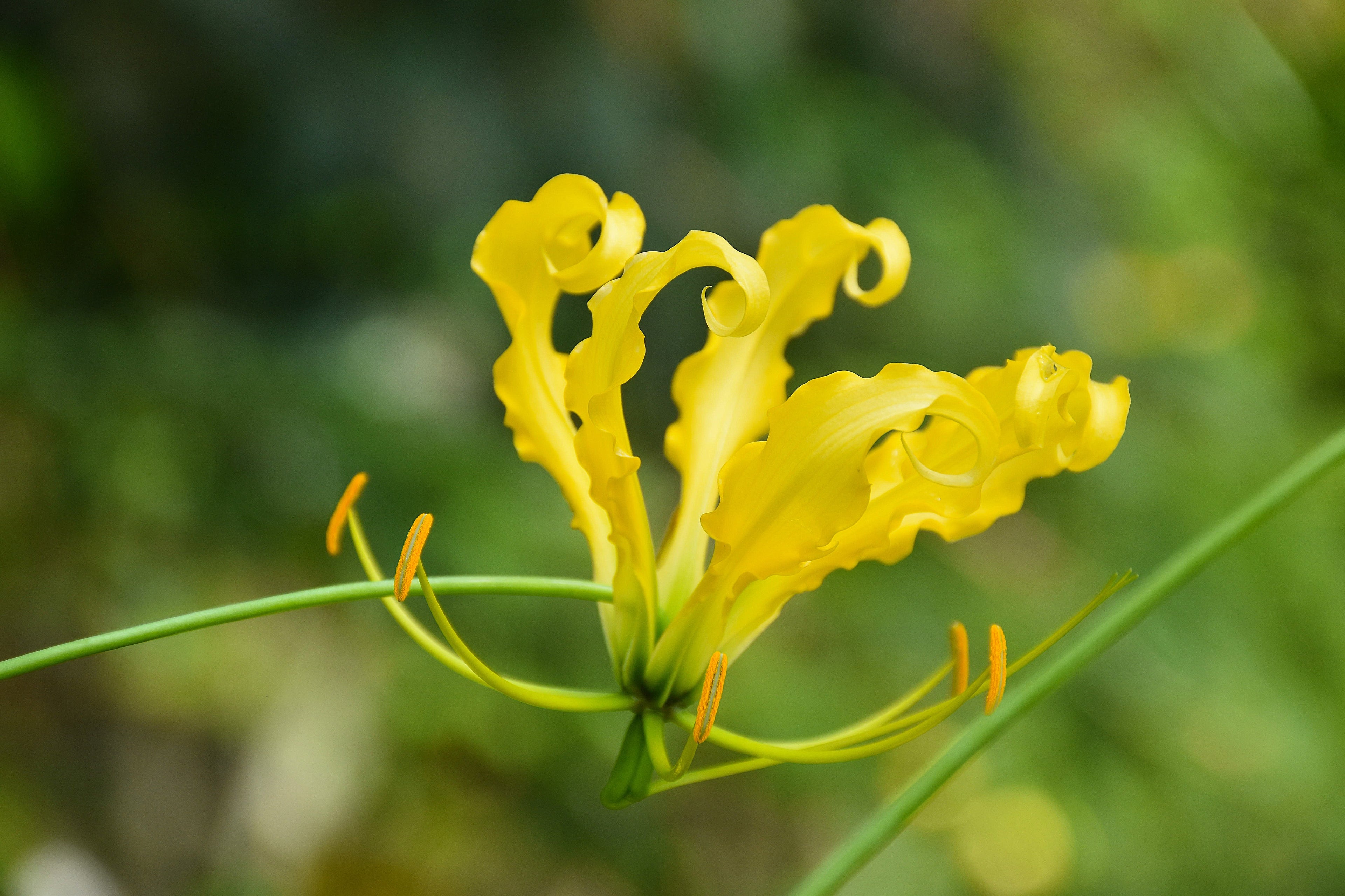 10 YELLOW GLORIOSA LILY Flame Lily Gloriosa Lutea Flower Vine Seeds