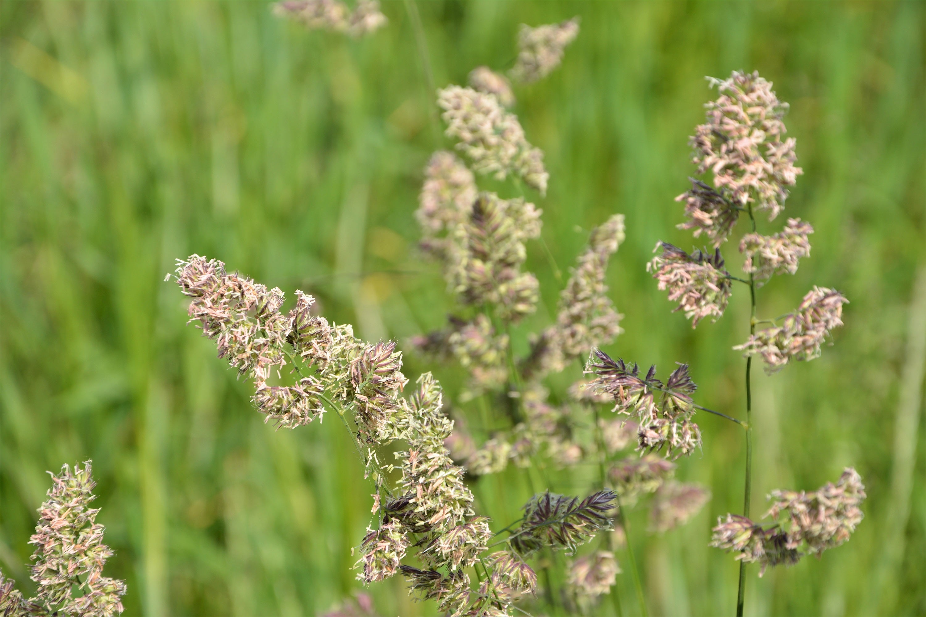 3000 QUICKDRAW ORCHARDGRASS Cat Grass Petgrass Cocksfoot Cool-Season Sun or Shade Dactylis GlomerataPerennial Bunchgrass Quick Draw Grass Seeds