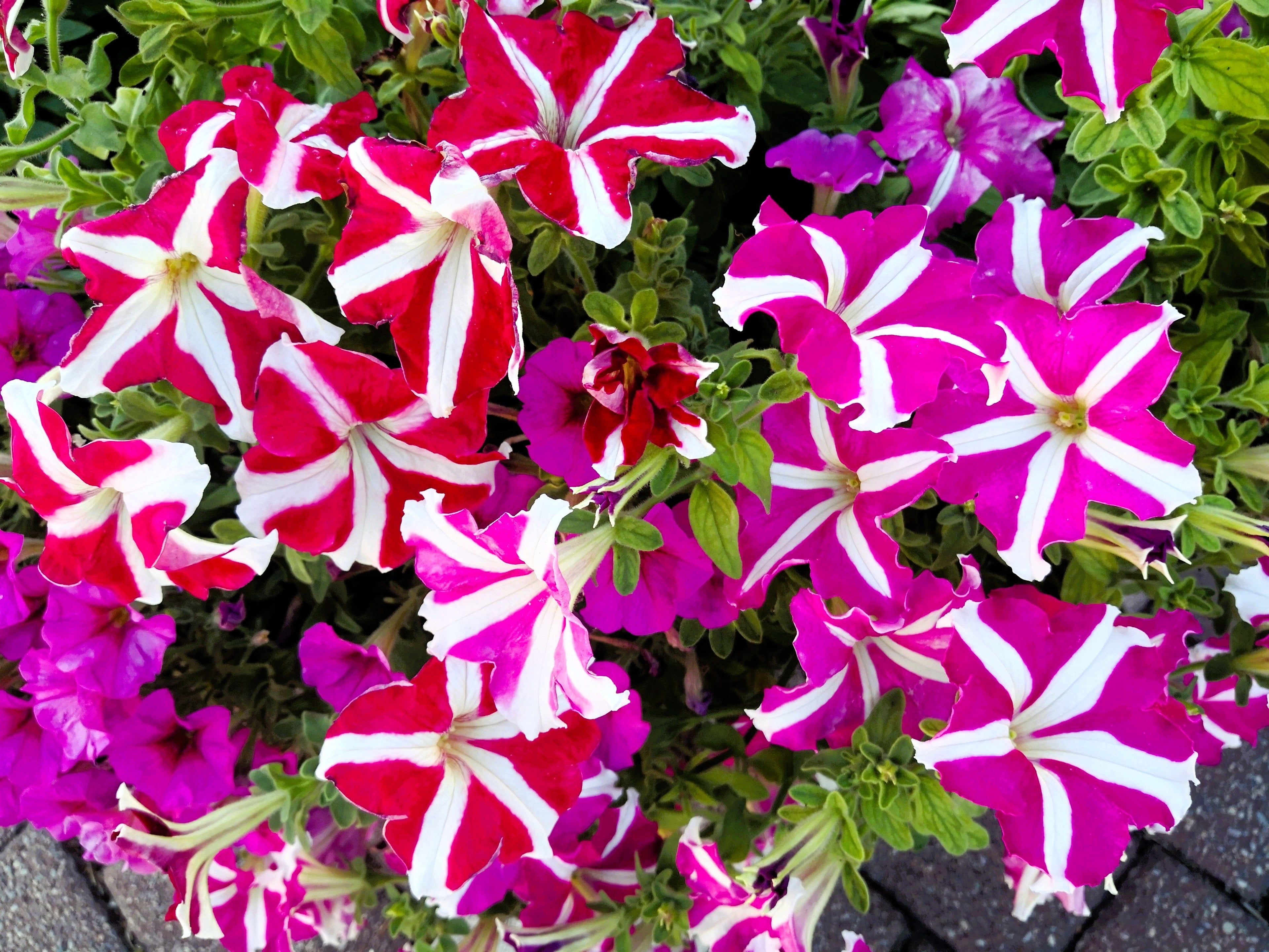100 STAR MIX PETUNIA Mixed Colors Petunia Violacea Flower Seeds Red Blue Purple