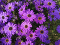 200 Purple Mix SWAN RIVER DAISY Brachyscome Iberidifolia Flower Seeds