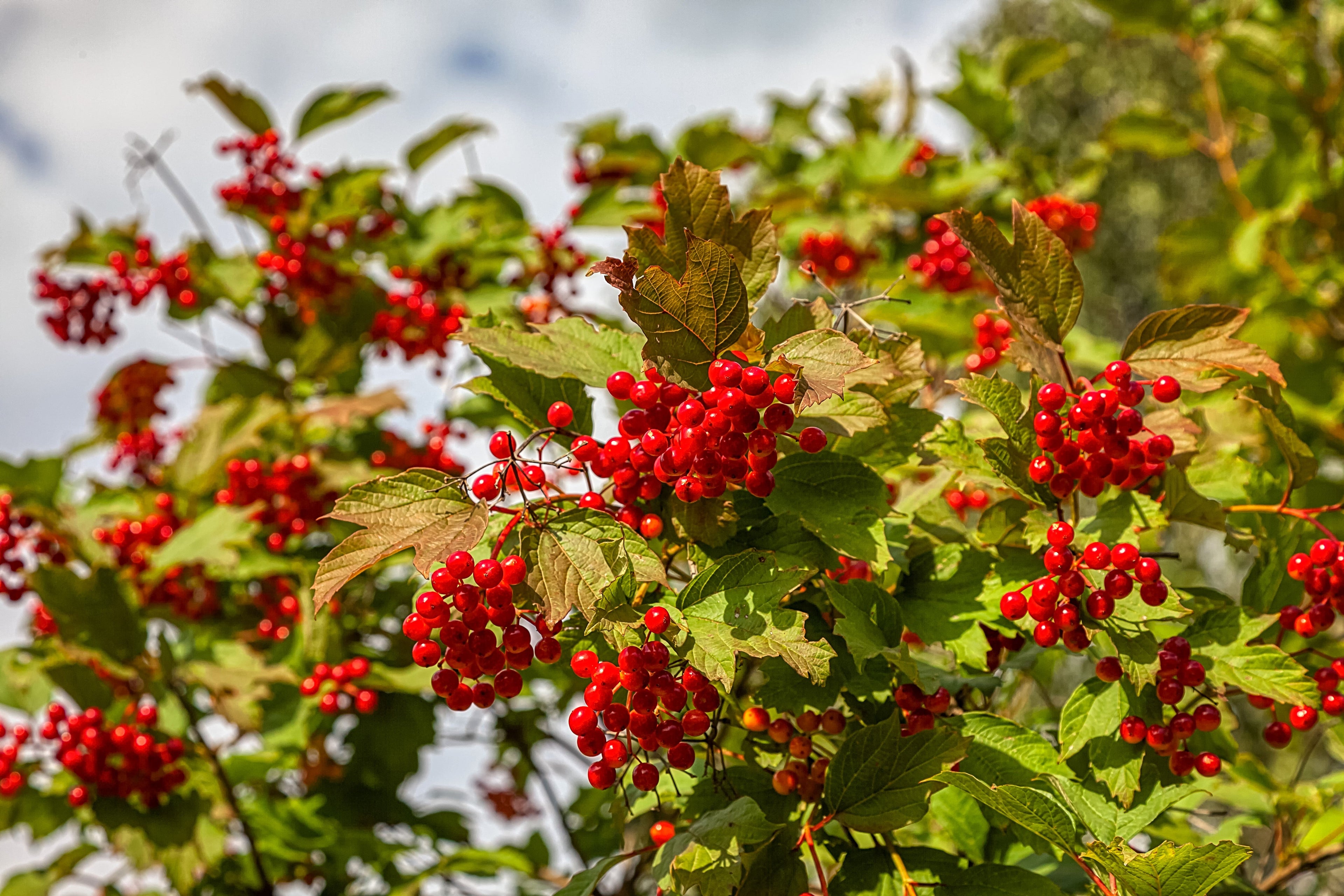 30 EUROPEAN CRANBERRY / SNOWBALL Tree Guelder Rose Viburnum Opulus Red Fruit White Flower Seeds