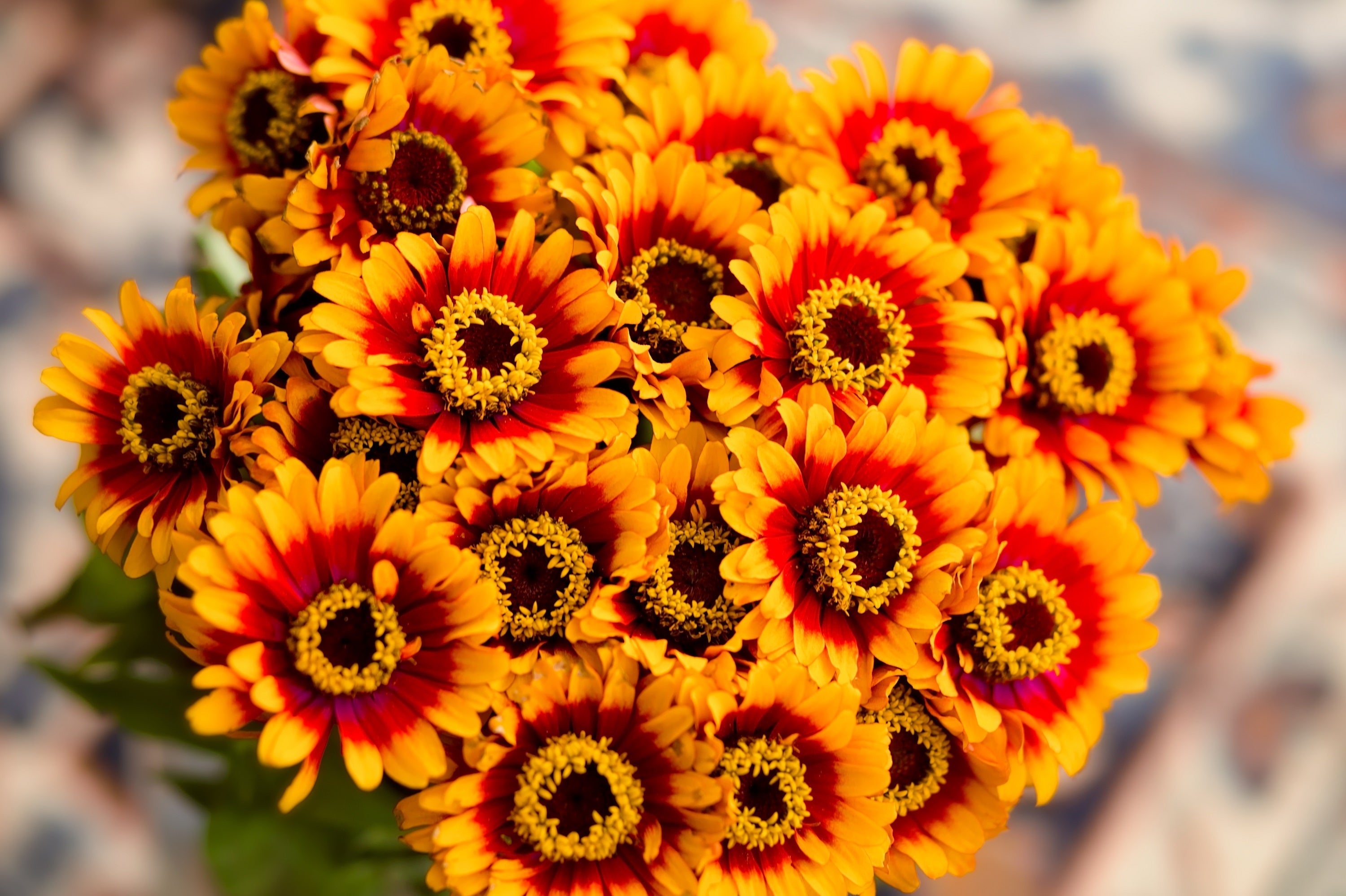 250 ZIN MASTER ZINNIA Mix Elegans Mixed Colors Flower Seeds