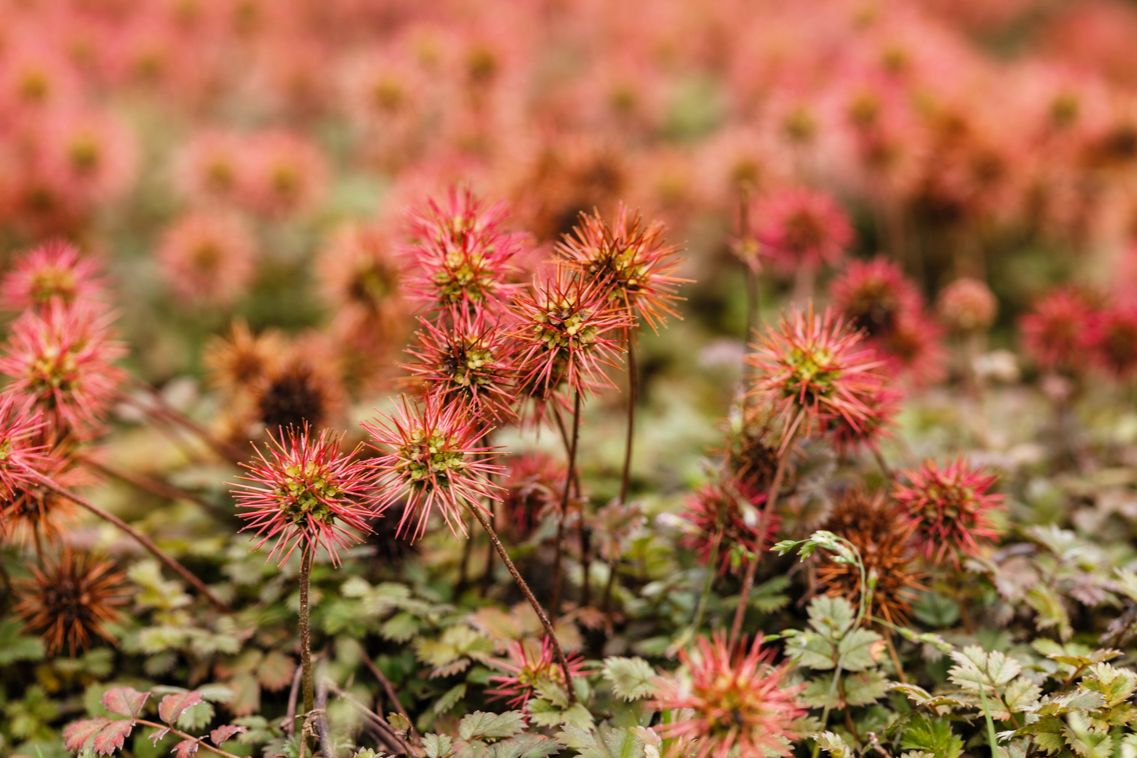 20 NEW ZEALAND BURRS Scarlet Piripiri Acaena Microphylla Flower Ground Cover Seeds