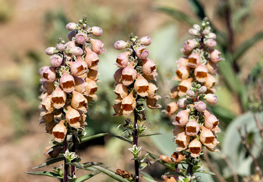 50 RUSTY FOXGLOVE Hummingbird Flower Digitalis Ferruginea Yellow Herald Seeds