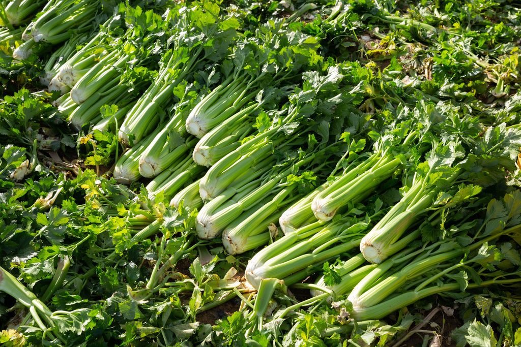 1000 TENDERCRISP CELERY Stalks & Leaves Apium Graveolens Vegetable Seeds