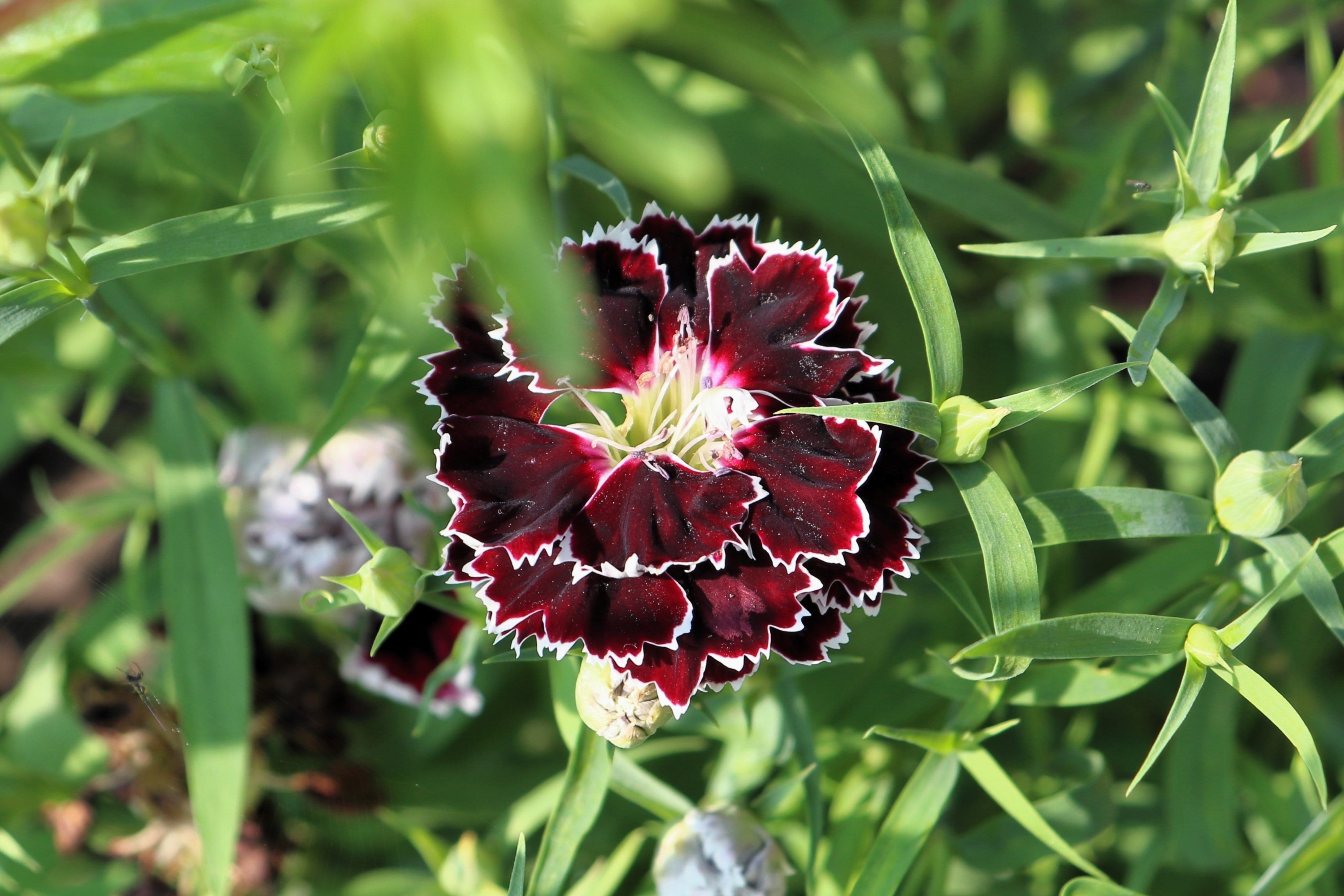 50 VELVET N LACE DIANTHUS Chinensis Black & White Flower Seeds
