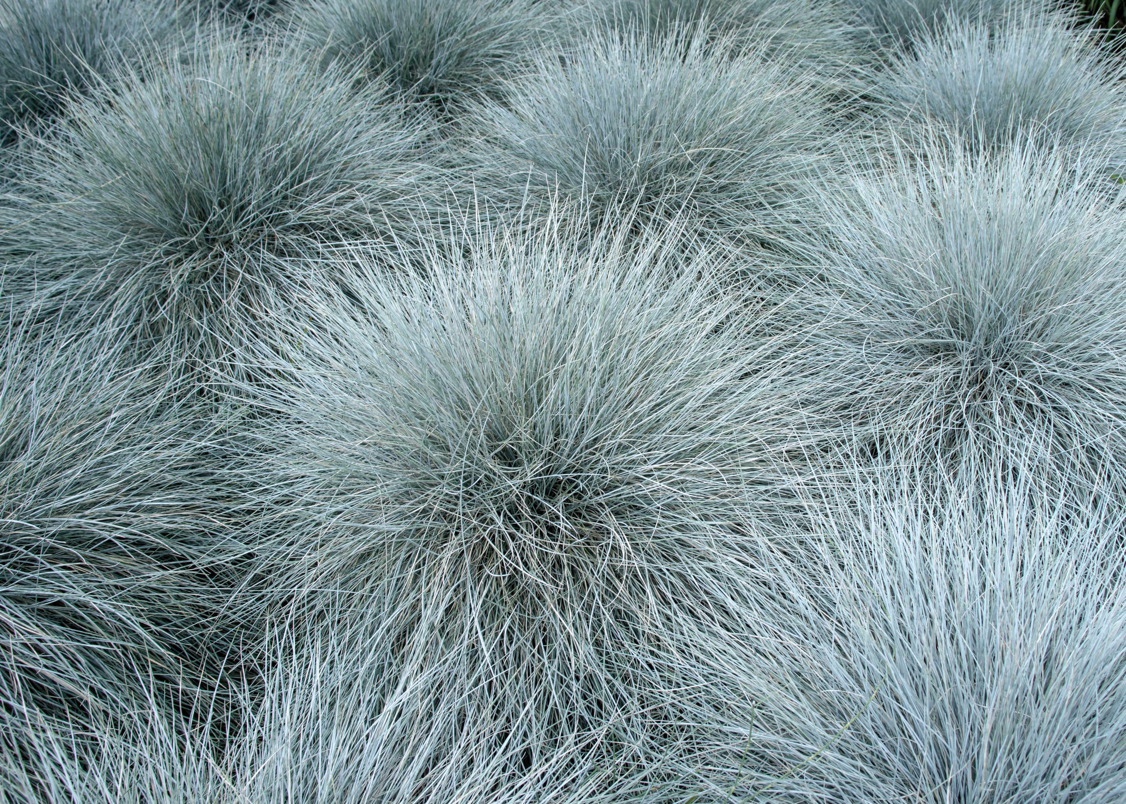 100 BLUE Sheeps FESCUE GRASS Festuca Ovina Glauca Cinerea Seeds