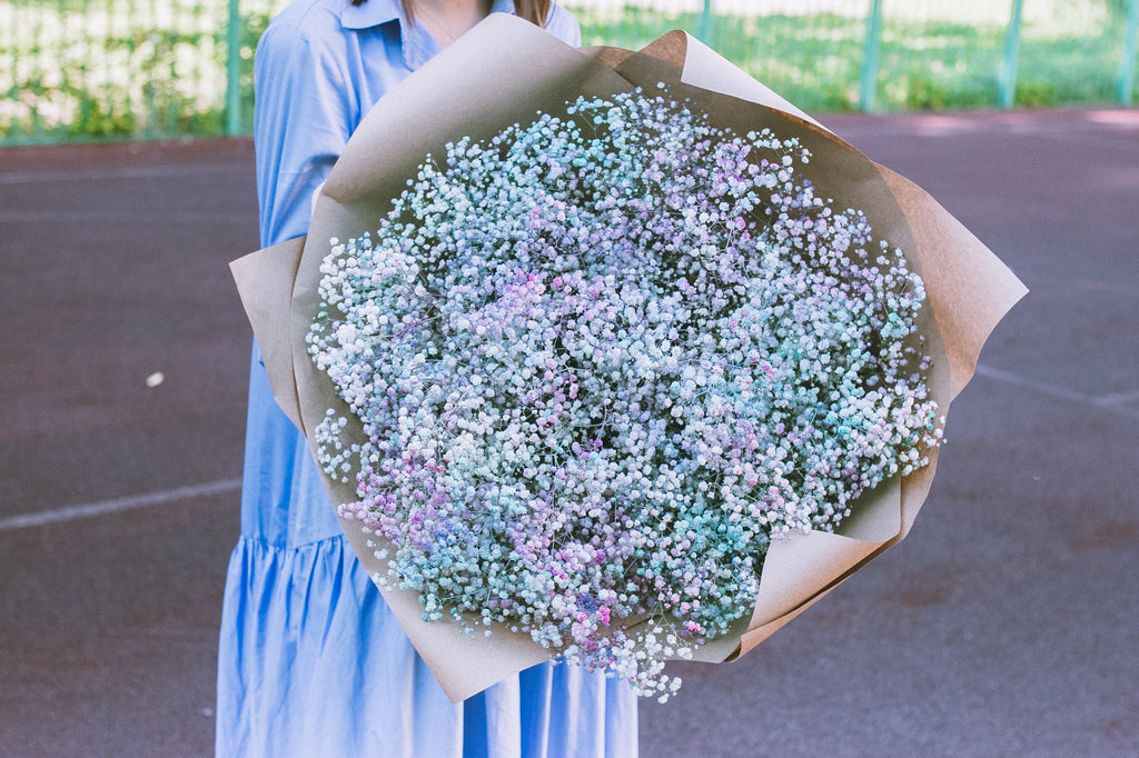1000 White BABY'S BREATH 'Covent Garden' Gypsophila Elegans Flower Seeds