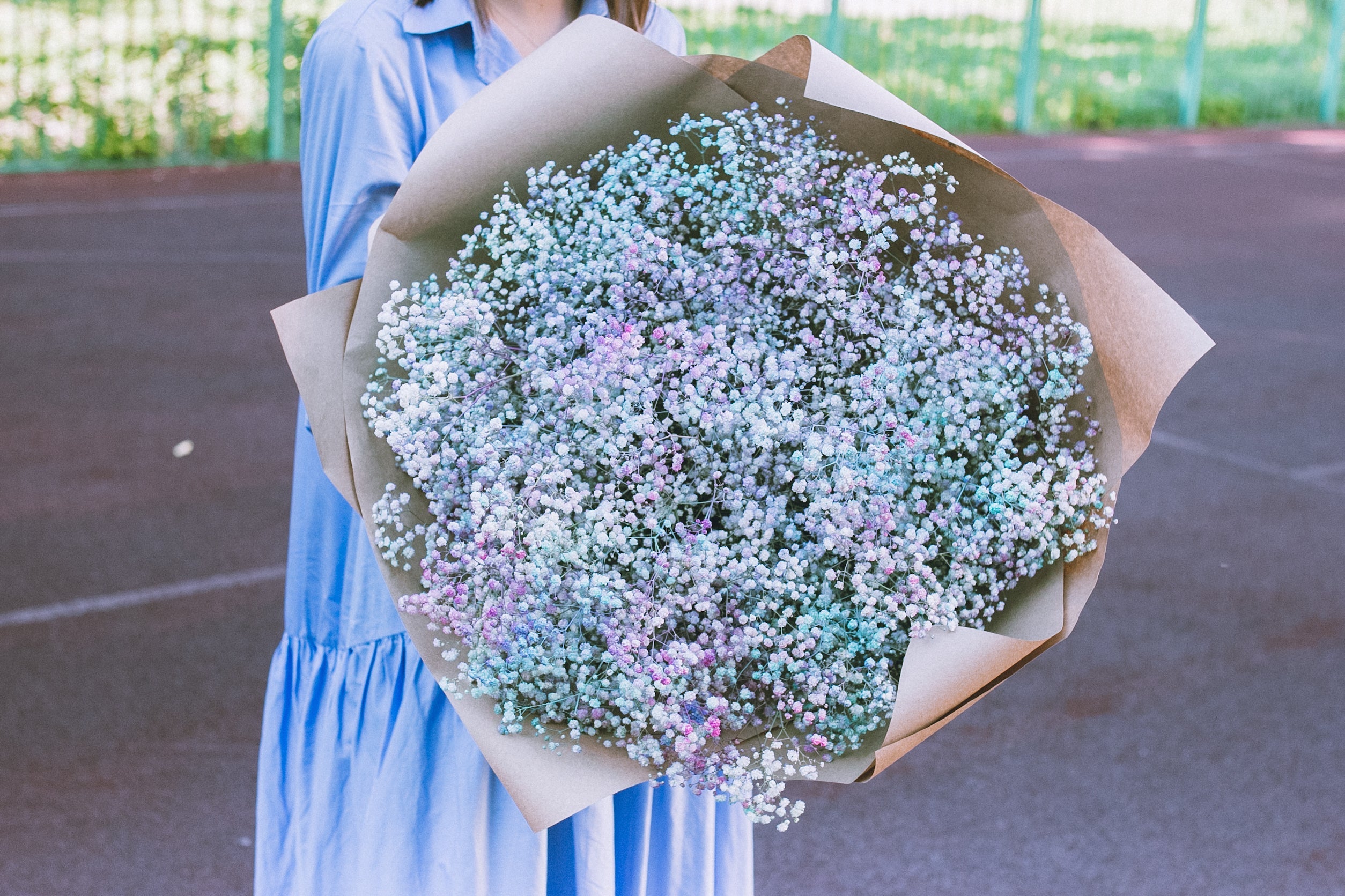 1000 White BABY'S BREATH 'Covent Garden' Gypsophila Elegans Flower Seeds