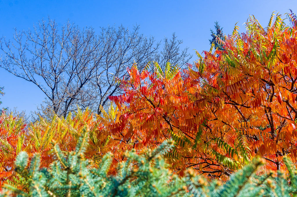 50 STAGHORN SUMAC TREE Rhus Typhina Yellow Flowers Red Berries Seeds ...