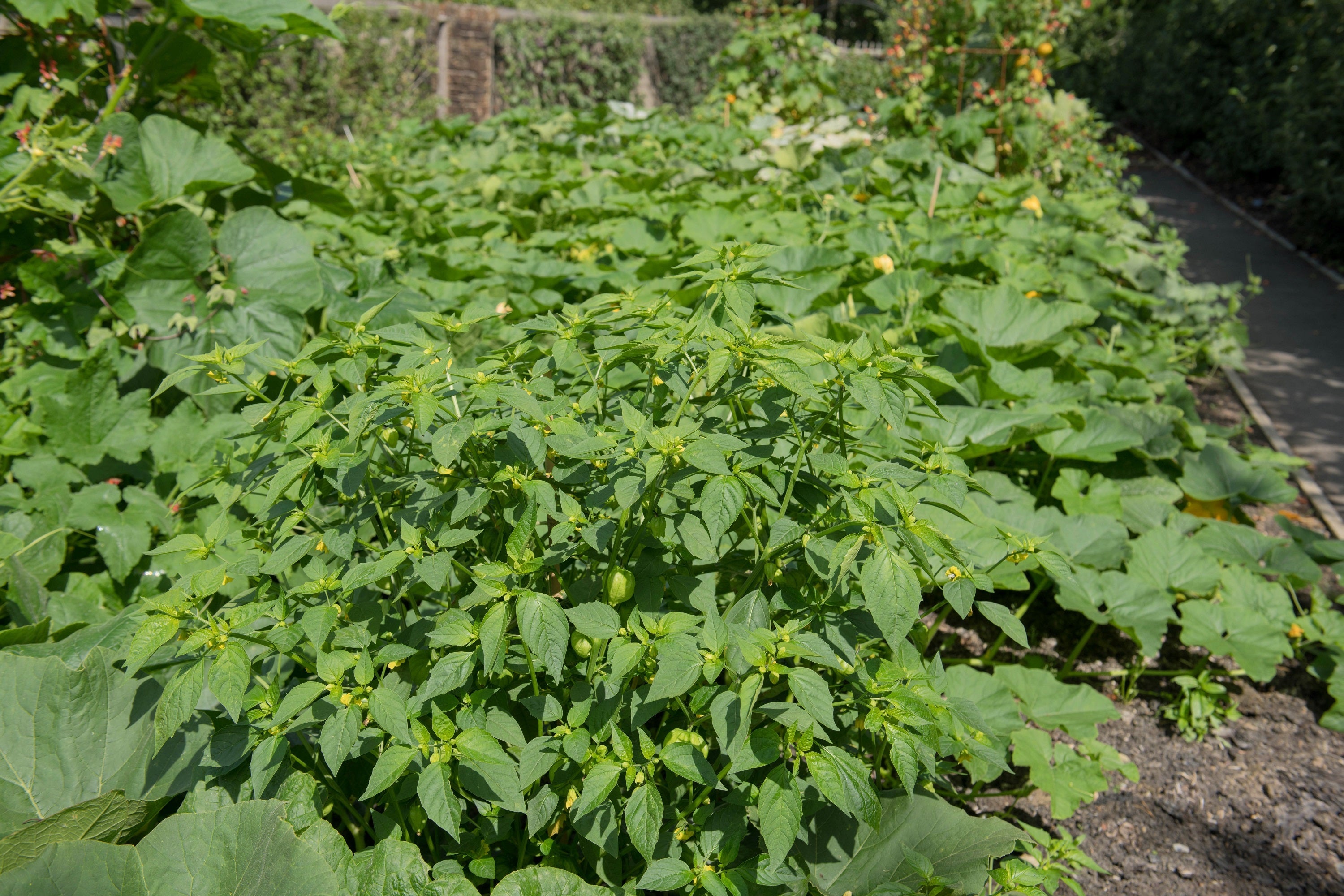 50 PINEAPPLE TOMATILLO Yellow Ground Cherry Physalis Ixocarpa Fruit Vine Seeds