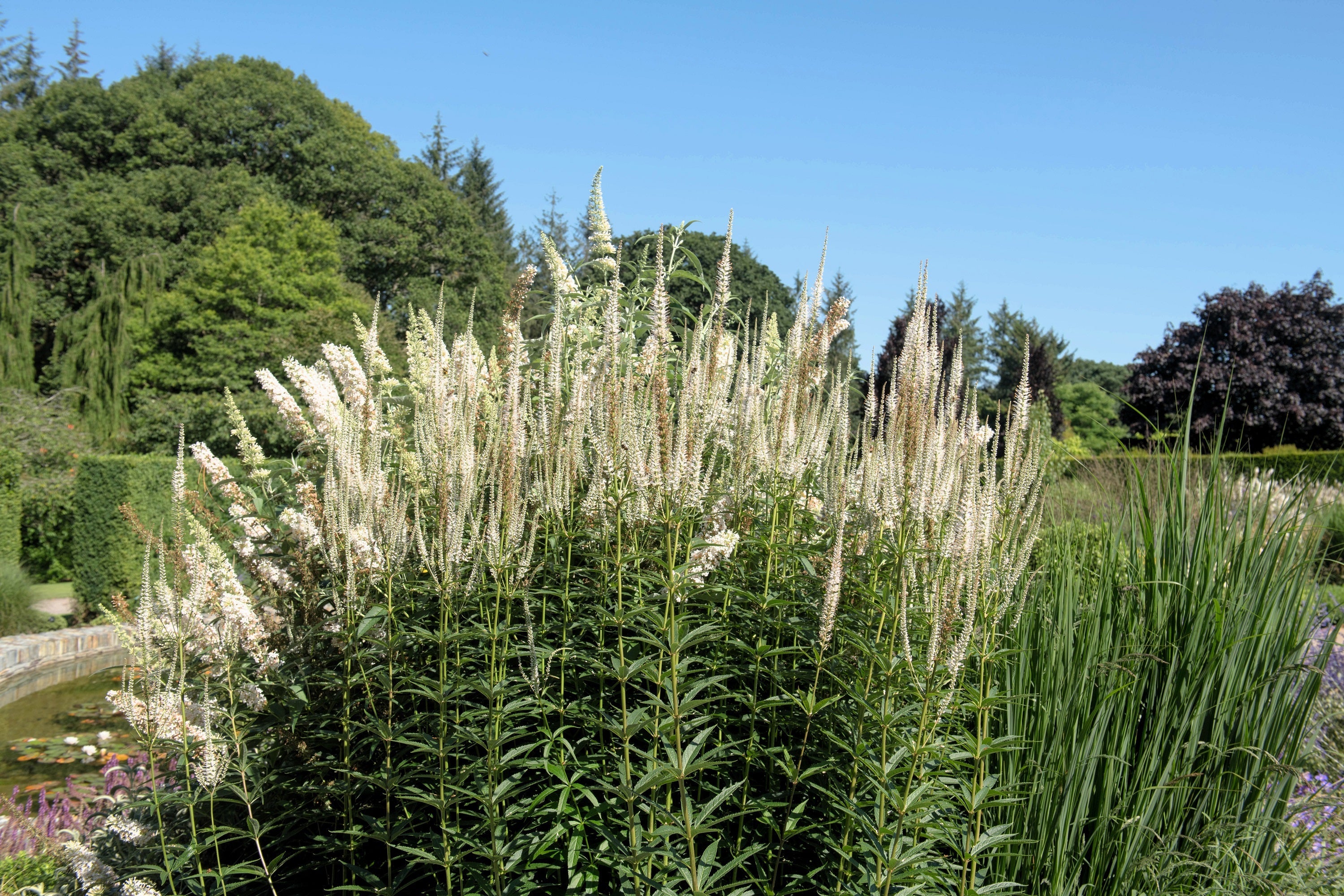 1000 CULVERS ROOT (Black Root) Veronicastrum Virginicum Flower Seeds