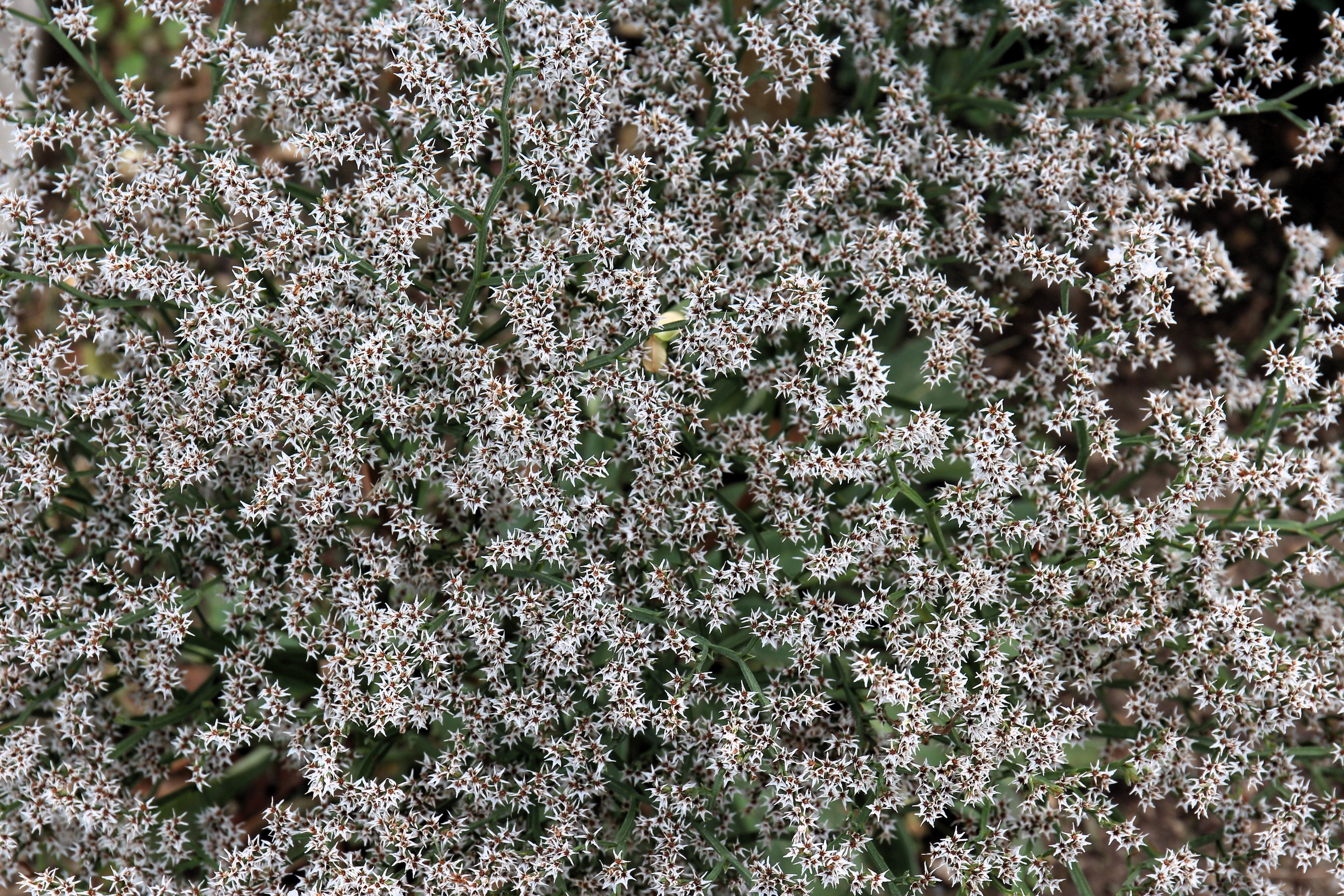 30 GERMAN STATICE White Sea Lavender Goniolimon Tataricum Limonium Flower Seeds