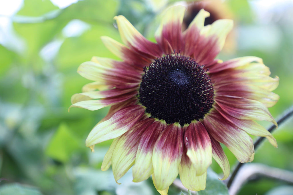 100 Mixed EVENING COLORS SUNFLOWER Helianthus Annuus Orange Red Gold Flower Seeds