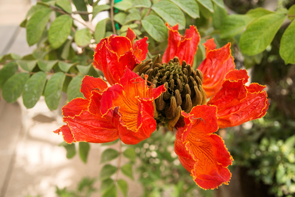15 Red AFRICAN TULIP TREE (Fire Tree / Flame of the Forest / Fountain Tree) Spathodea Campanulata Seeds