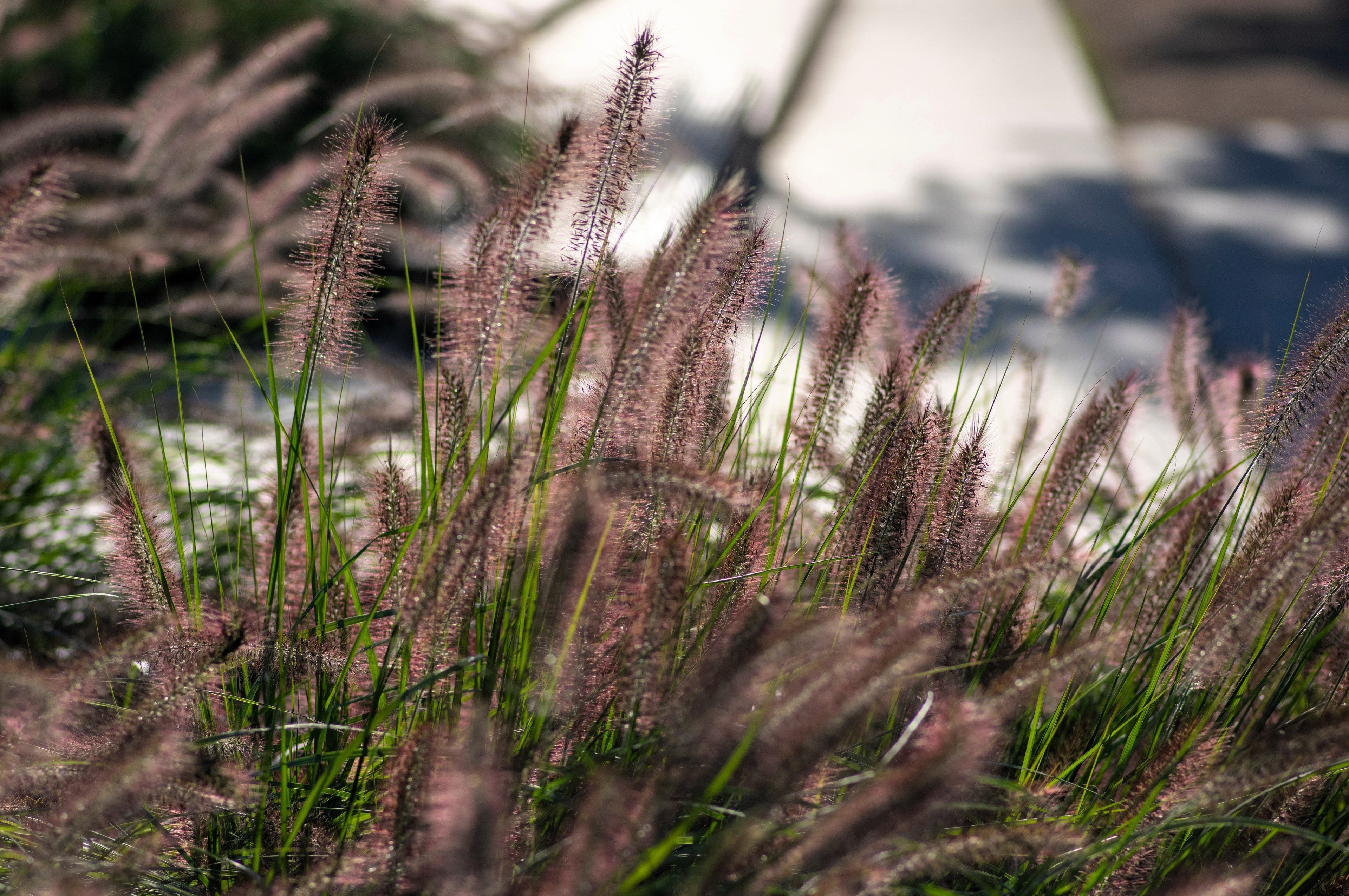 10 Dwarf BLACK FOUNTAIN GRASS Pennisetum Alopecuroides Viridescens Hardy Ornamental Seeds