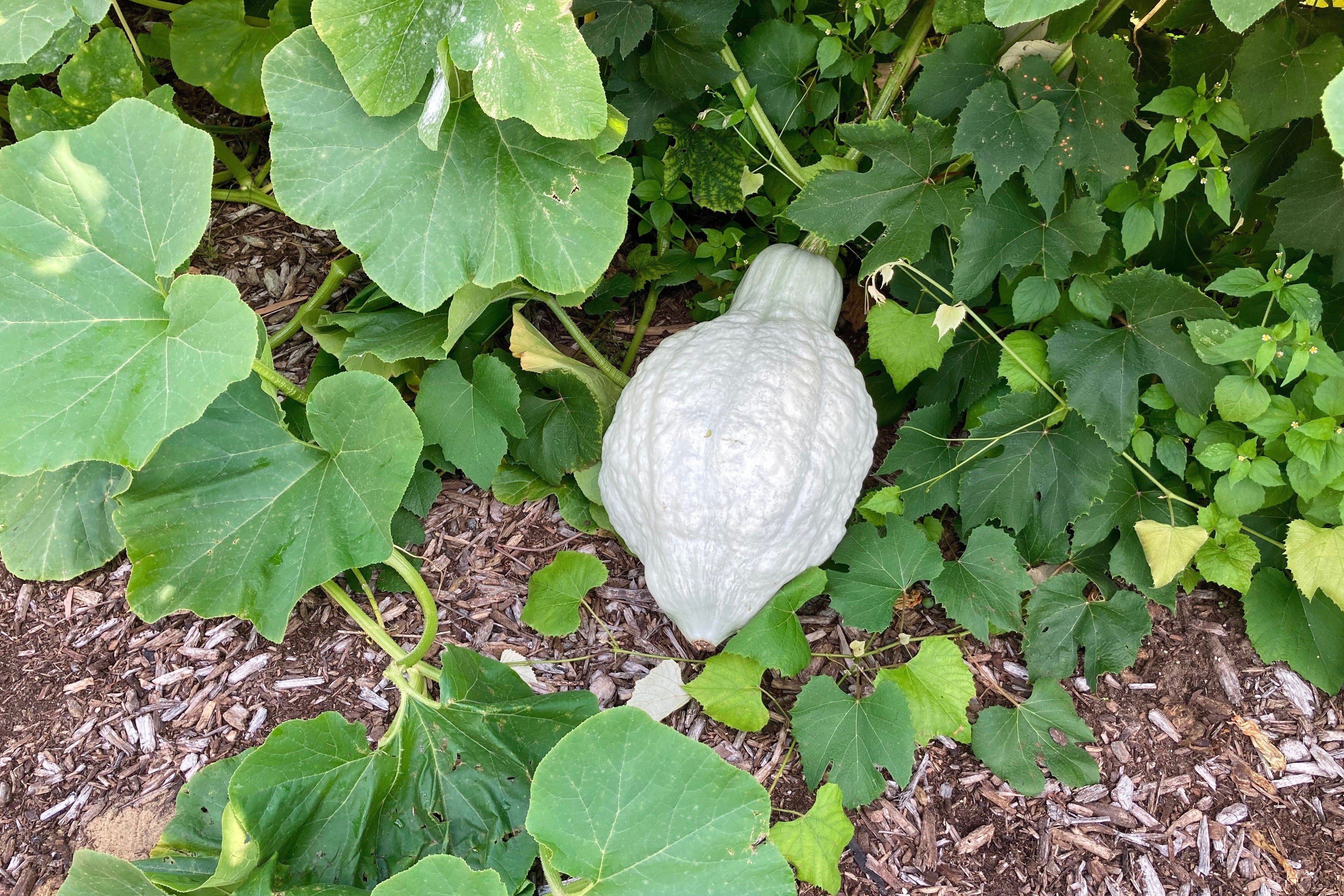 30 BLUE HUBBARD SQUASH New England Buttercup Cucurbita Pepo Vegetable Seeds