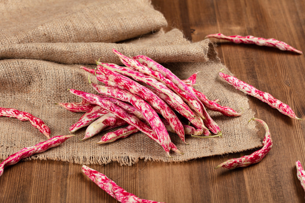 50 CRANBERRY BEAN French Horticulture Borlotti Roman Phaseolus Vegetable Seeds