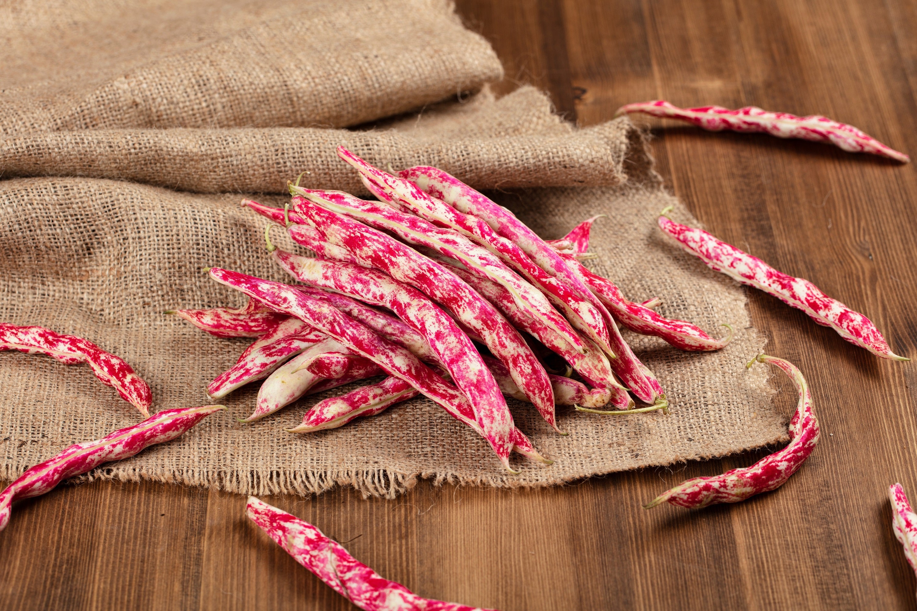 50 CRANBERRY BEAN French Horticulture Borlotti Roman Phaseolus Vegetable Seeds