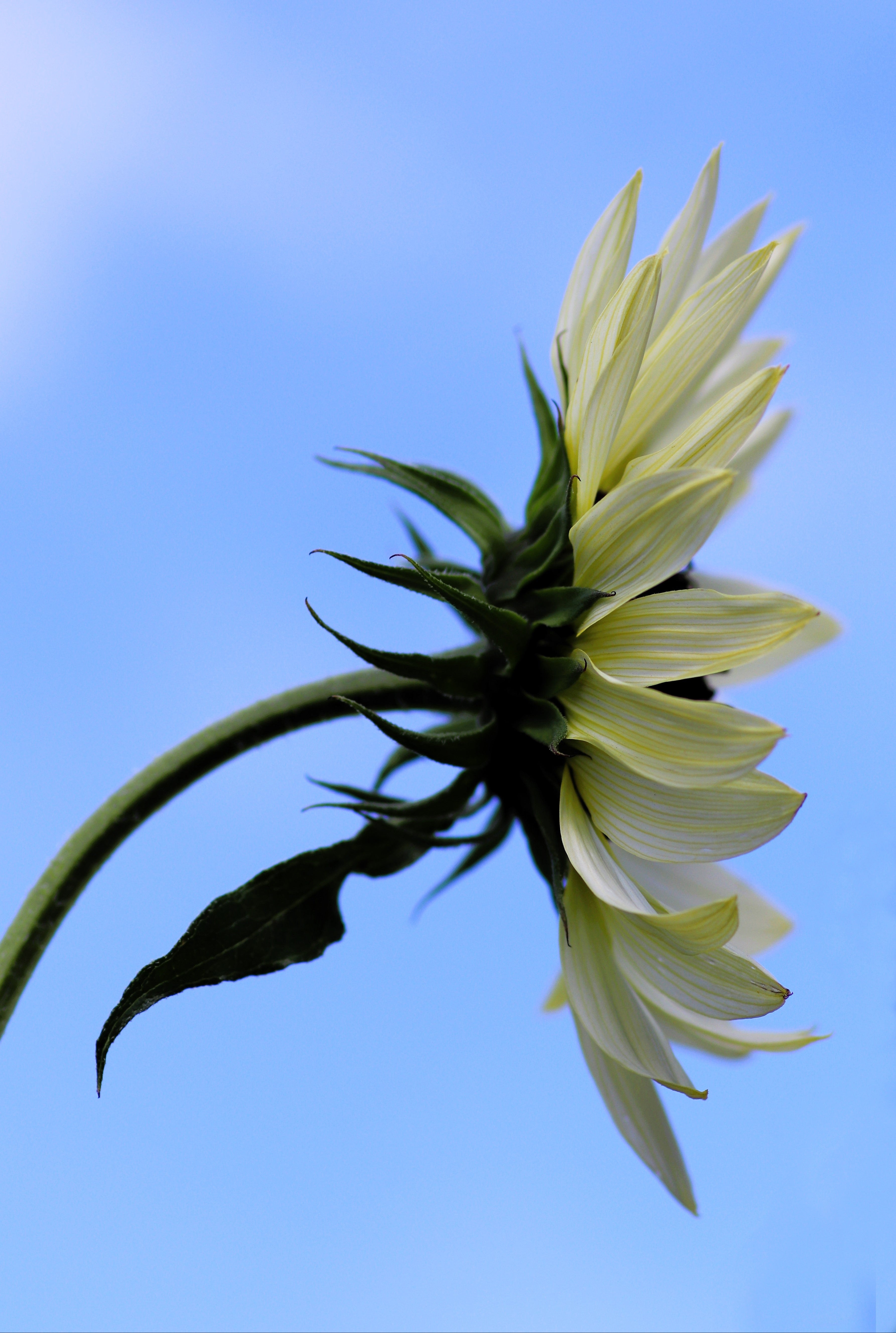 50 VANILLA ICE SUNFLOWER Two Tone Light Yellow Helianthus Annuus Flower Seeds