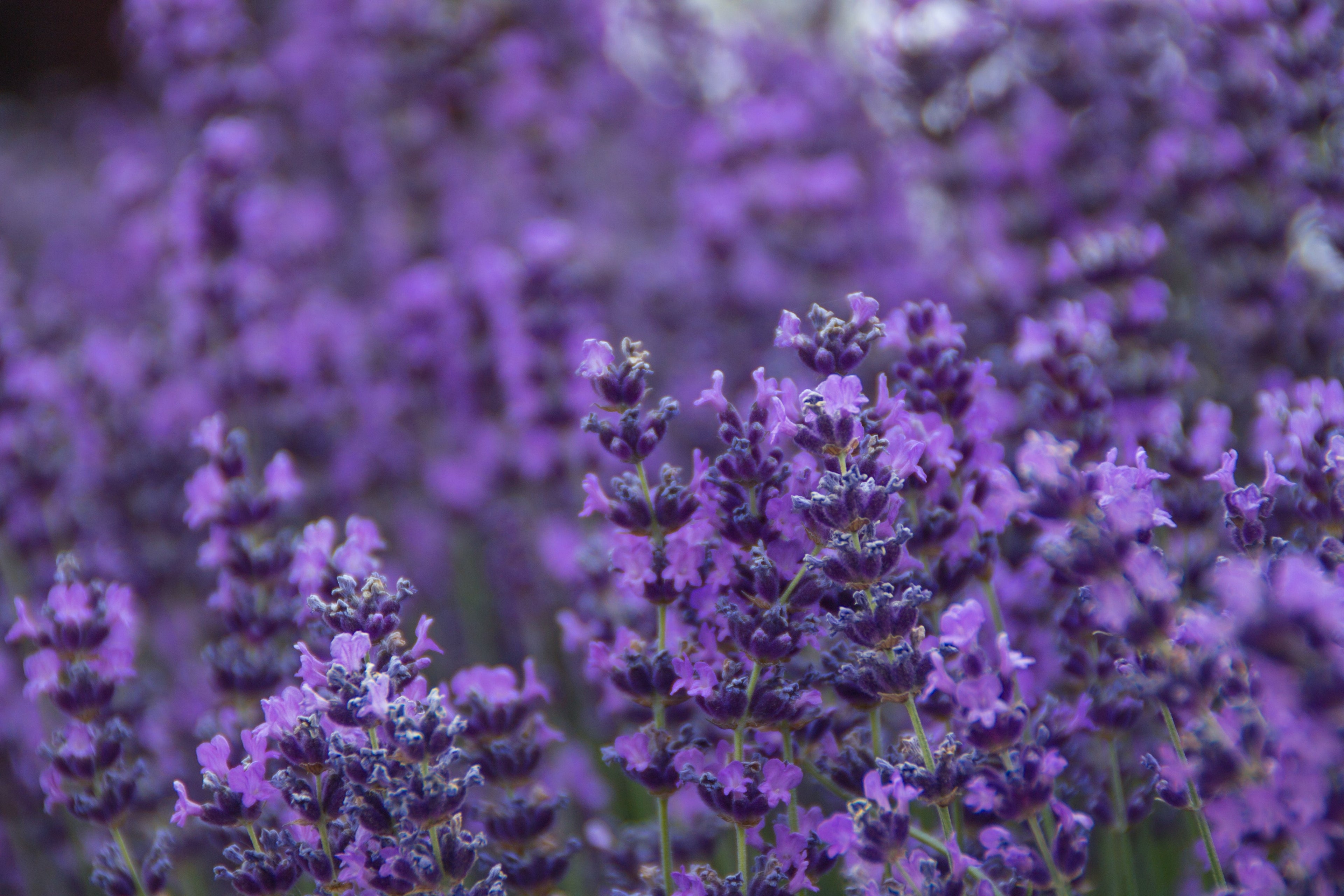 500 True ENGLISH LAVENDER VERA Lavandula Angustifolia Vera Herb Purple Flower Seeds