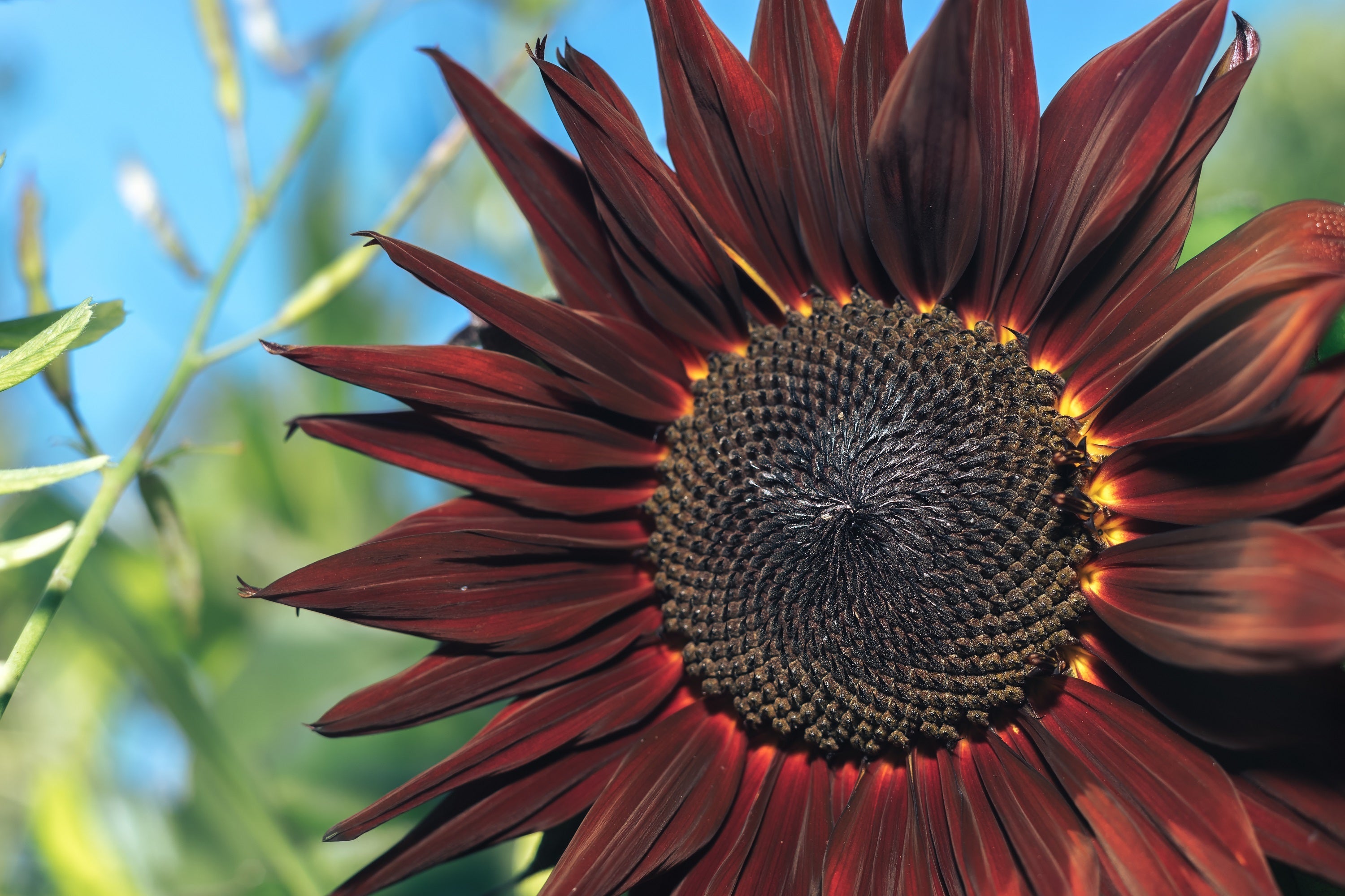 25 CHOCOLATE CHERRY SUNFLOWER Helianthus Annuus Red & Brown Flower Seeds